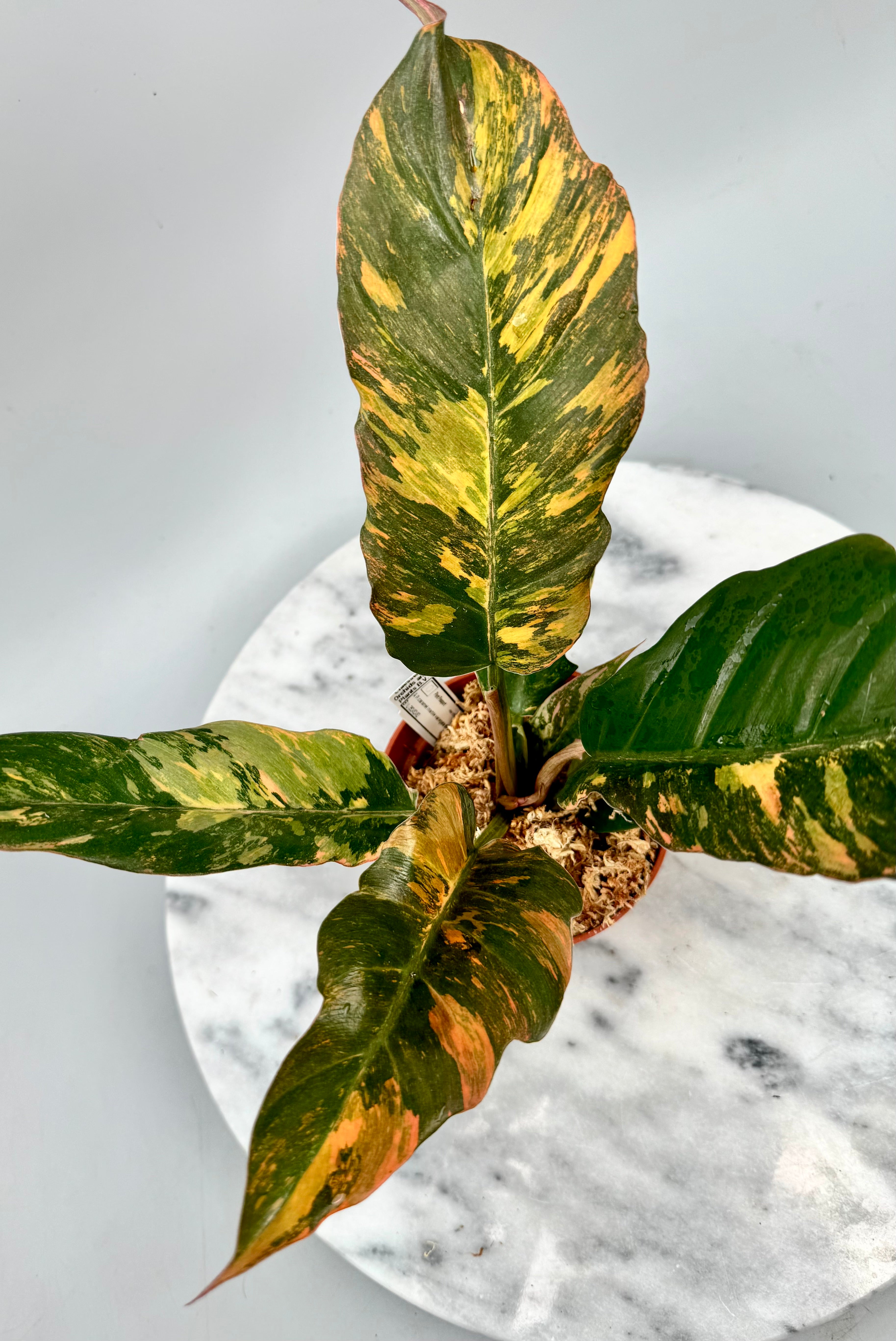 Philodendron Caramel Marble ‘Fire Tiger’ new cmiericloon (Nr 1)