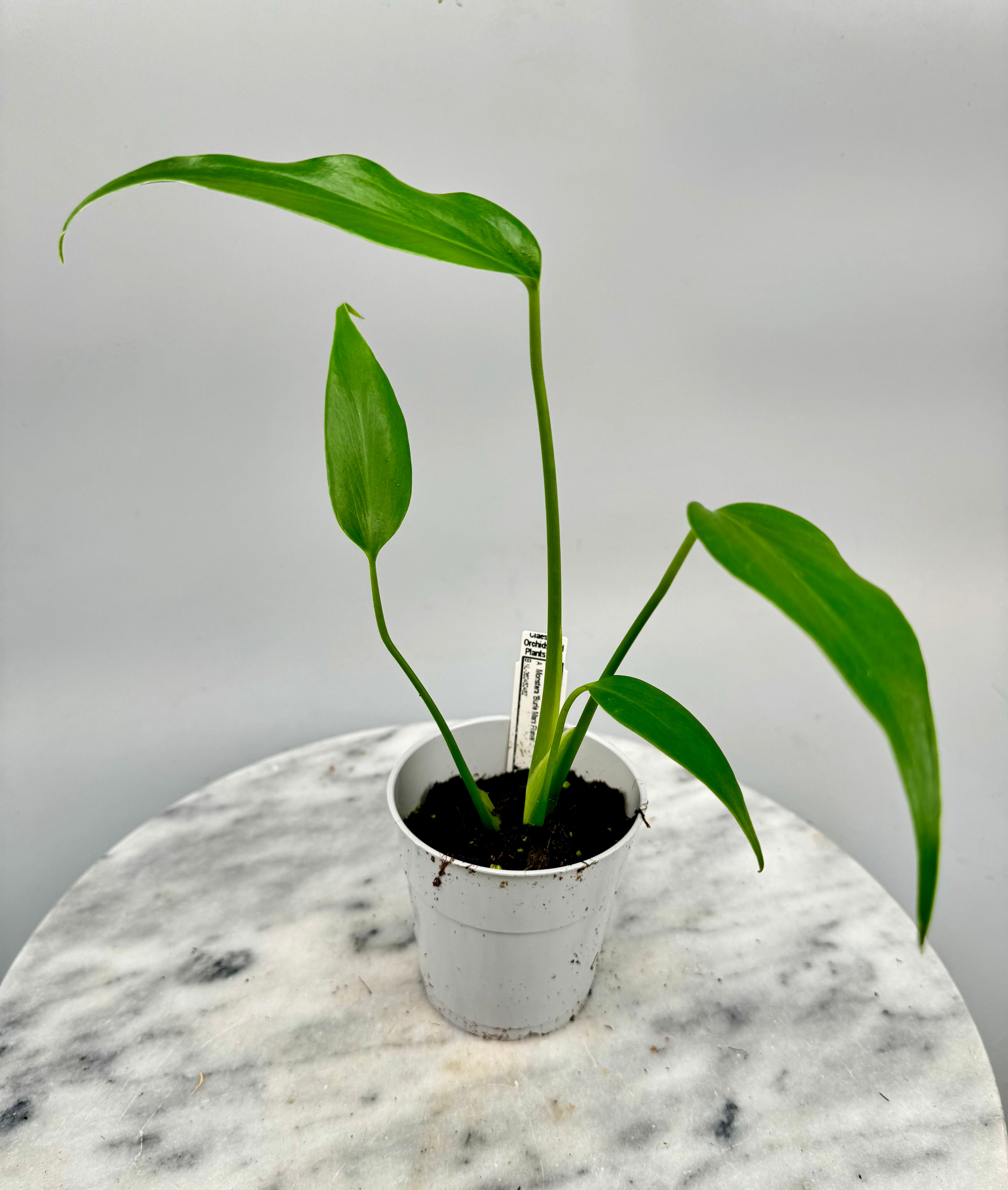 monstera deliciosa klein Monstera 'Burle Marx Flame' Klein 1 Blätter' (Jung pflanze)