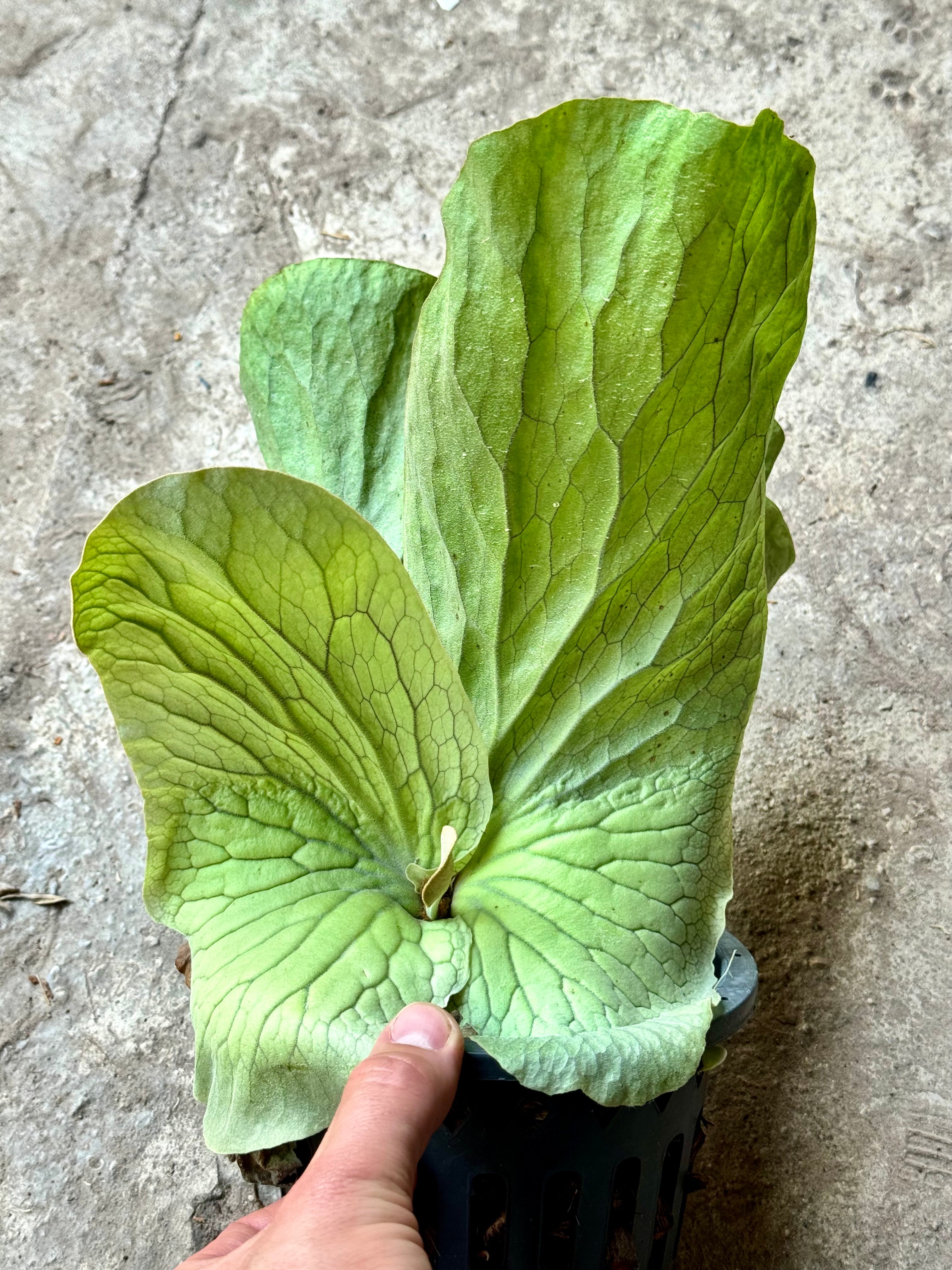 Platycerium elephantotis CV. Long Ovate