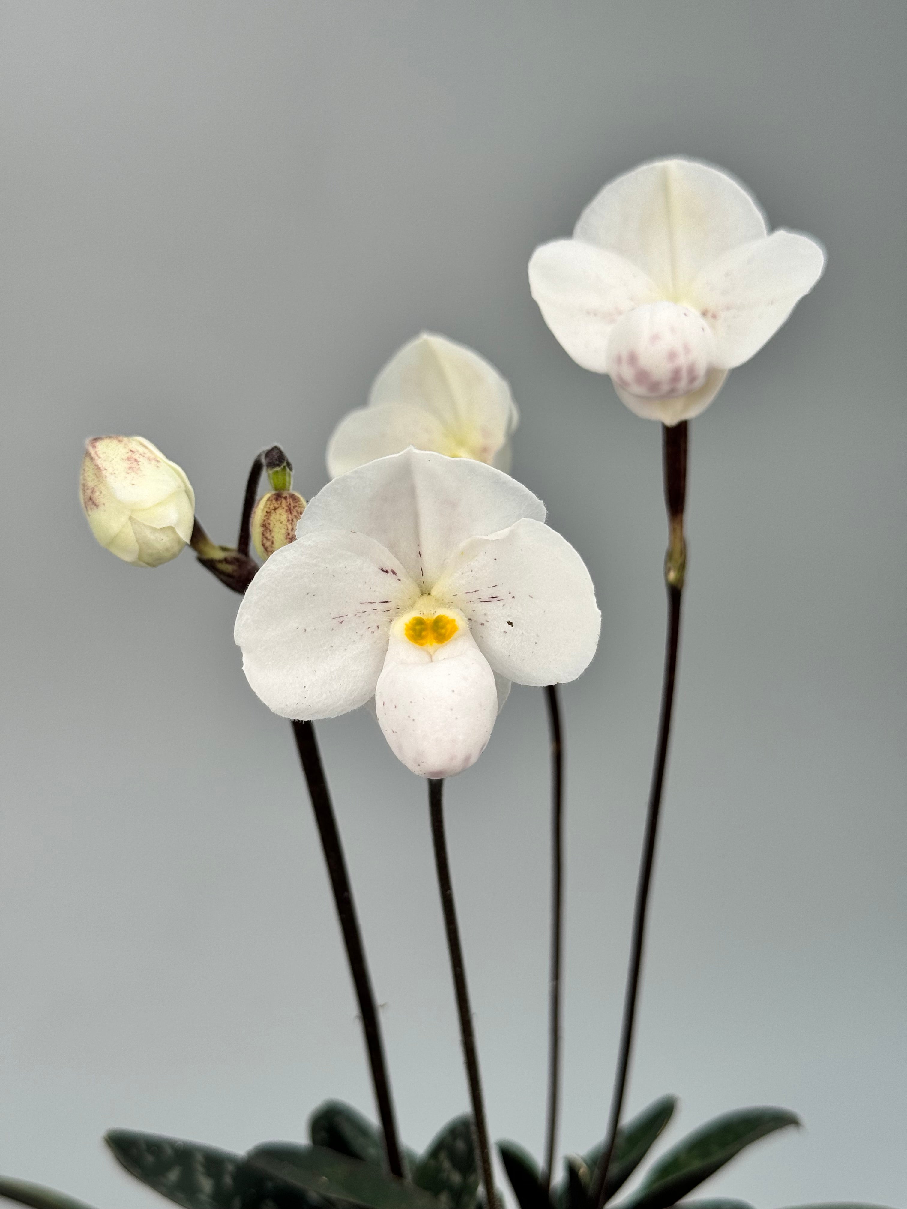 Paphiopedilum thaianum 'Big Plant'