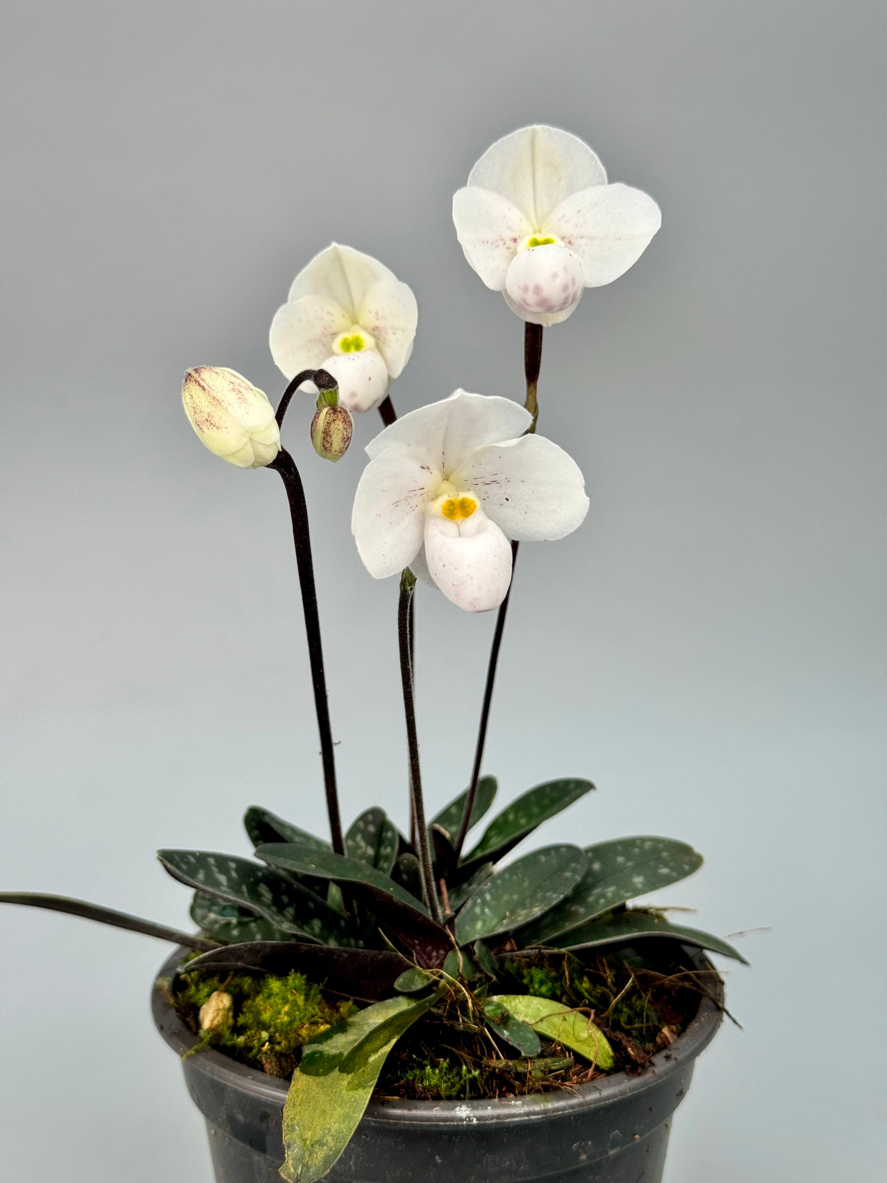 Paphiopedilum thaianum 'Big Plant'
