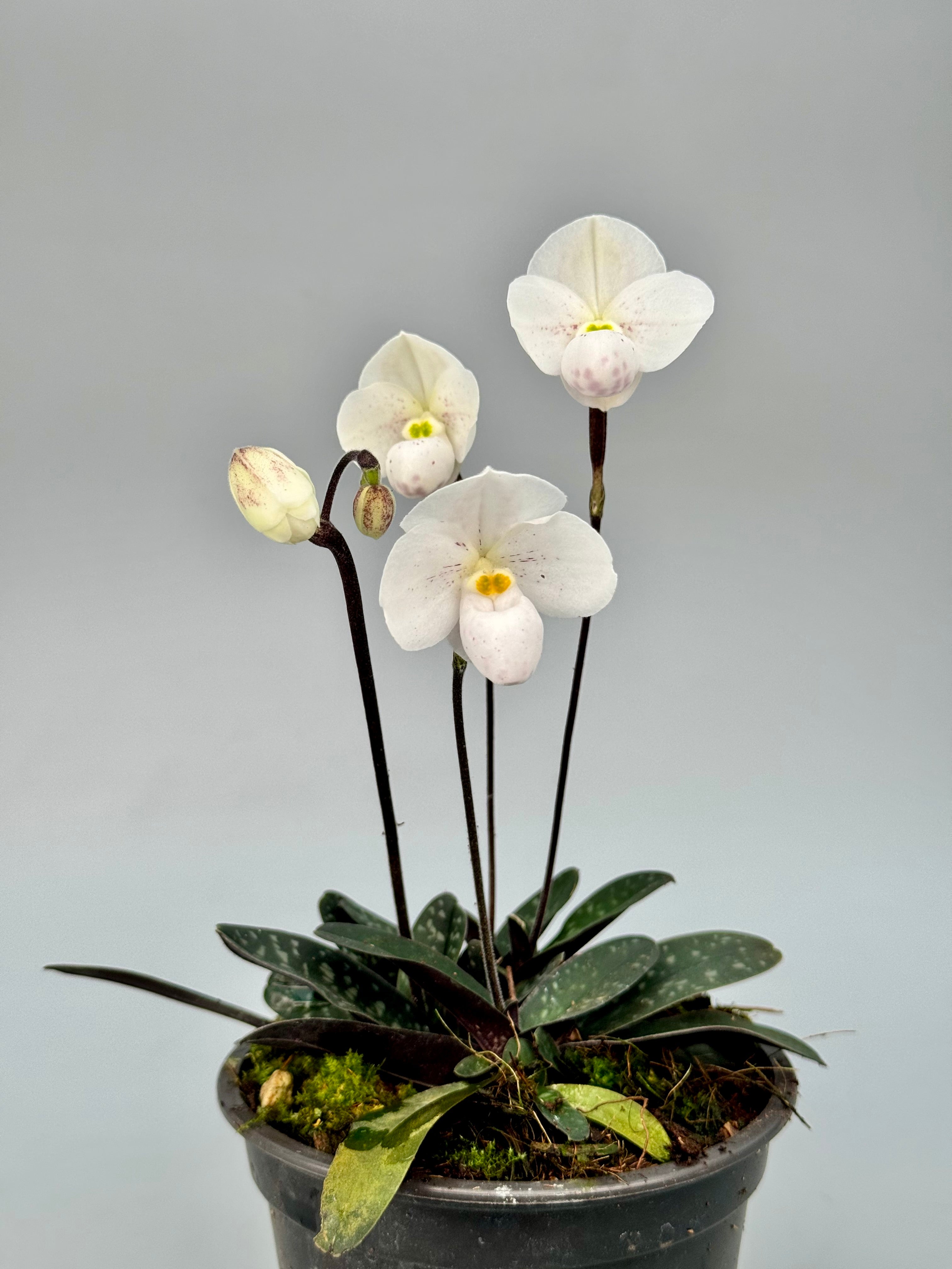 Paphiopedilum thaianum 'Big Plant'