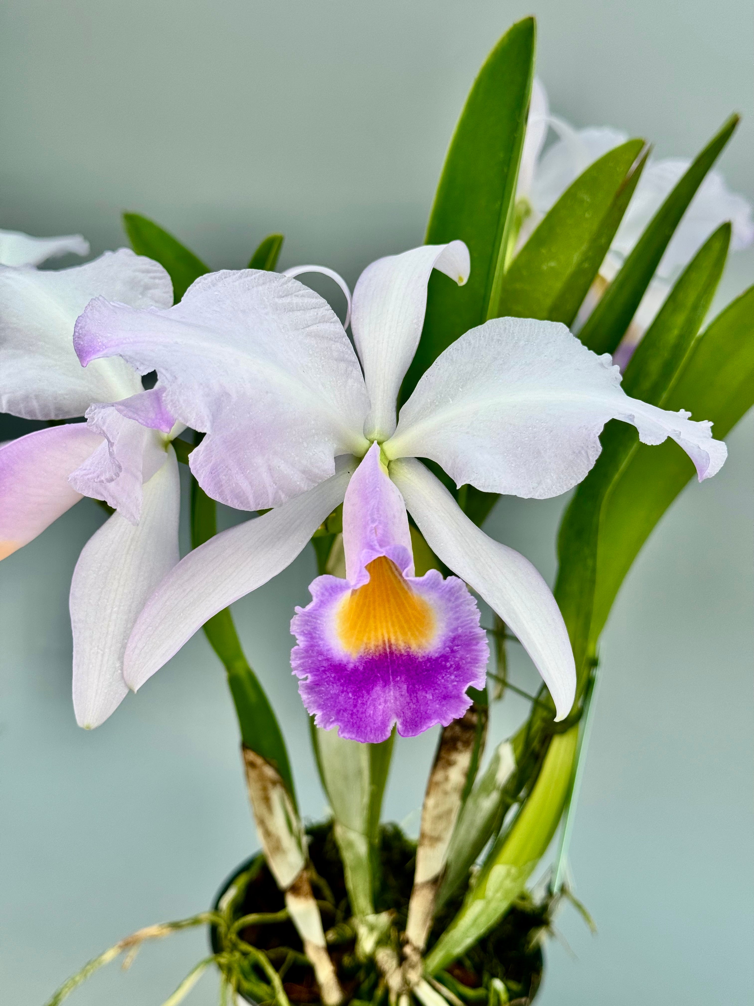 Cattleya trianae var. coerulea "Cielo Azul"