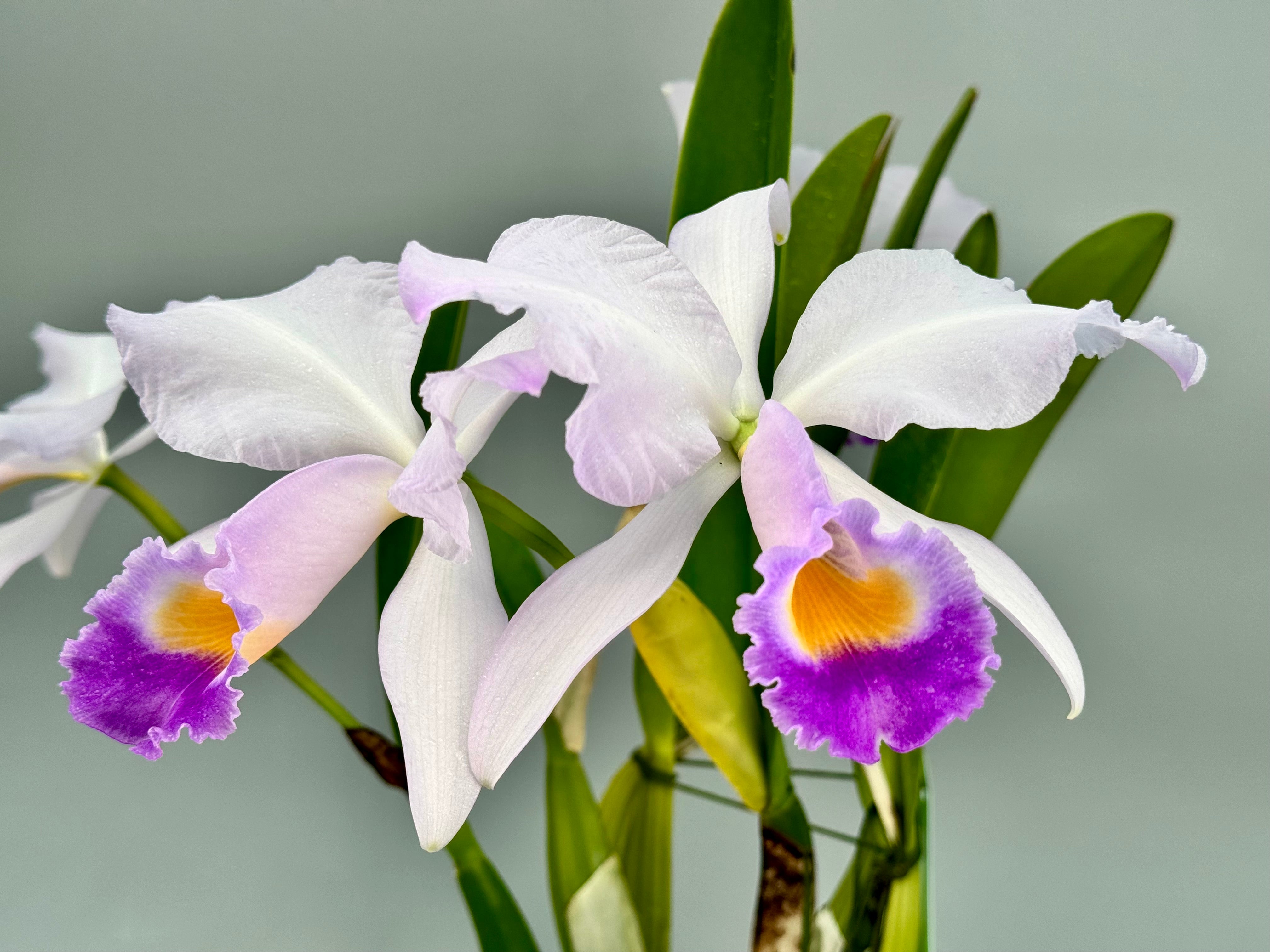 Cattleya trianae var. coerulea "Cielo Azul"