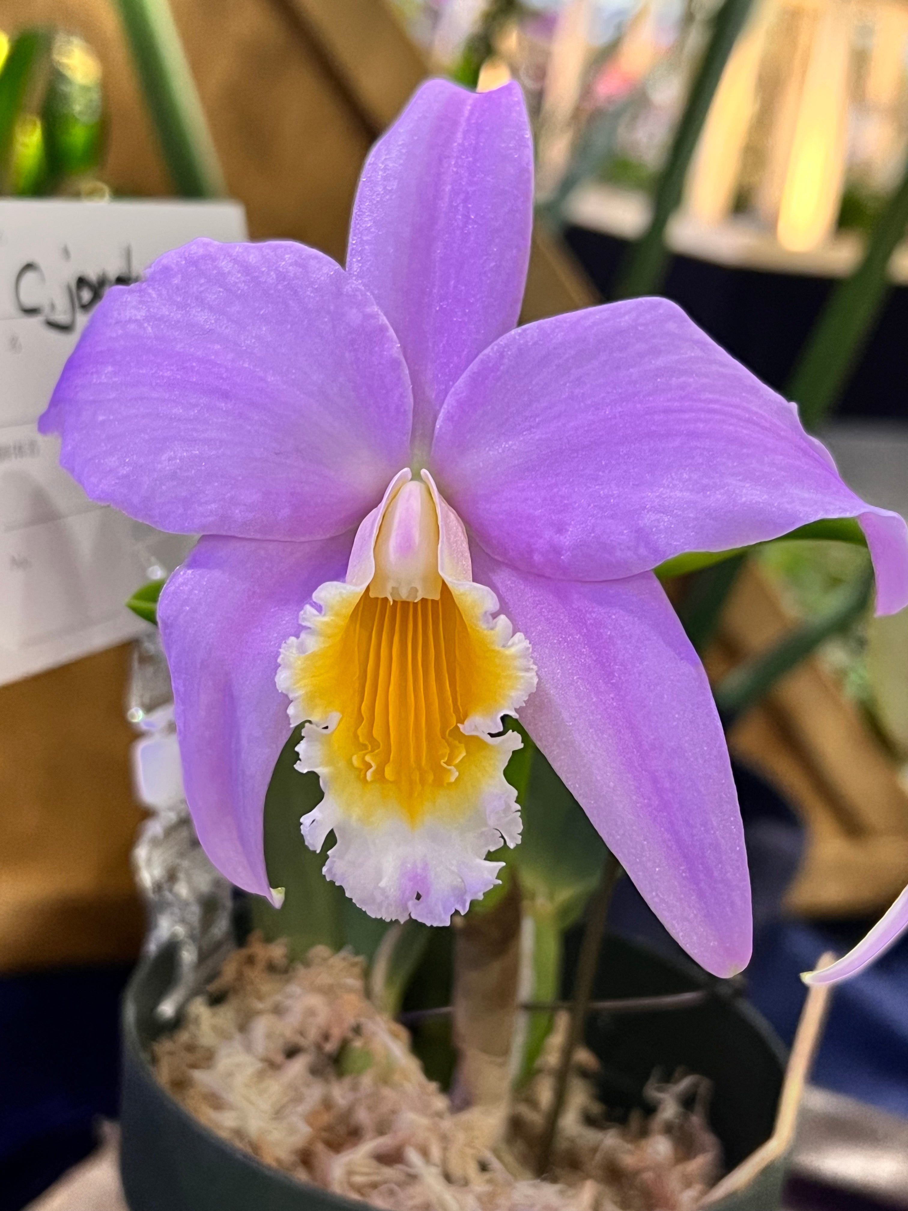 Laelia jongheana var. Tipo