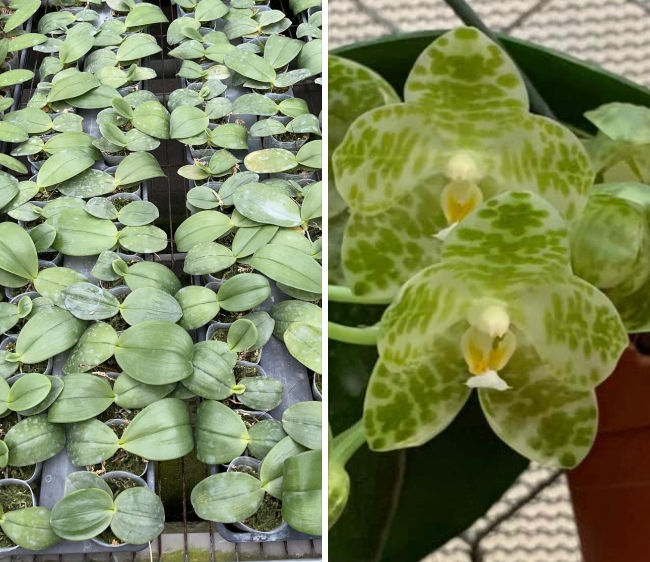 Phalaenopsis gigantea alba (Small plant)