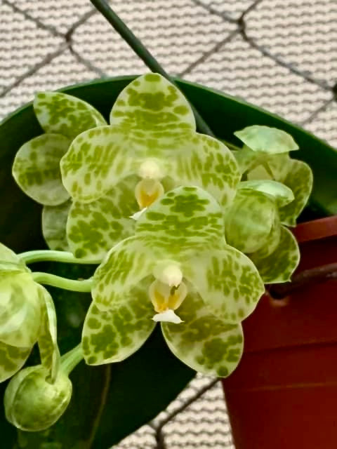 Phalaenopsis gigantea alba (Small plant)