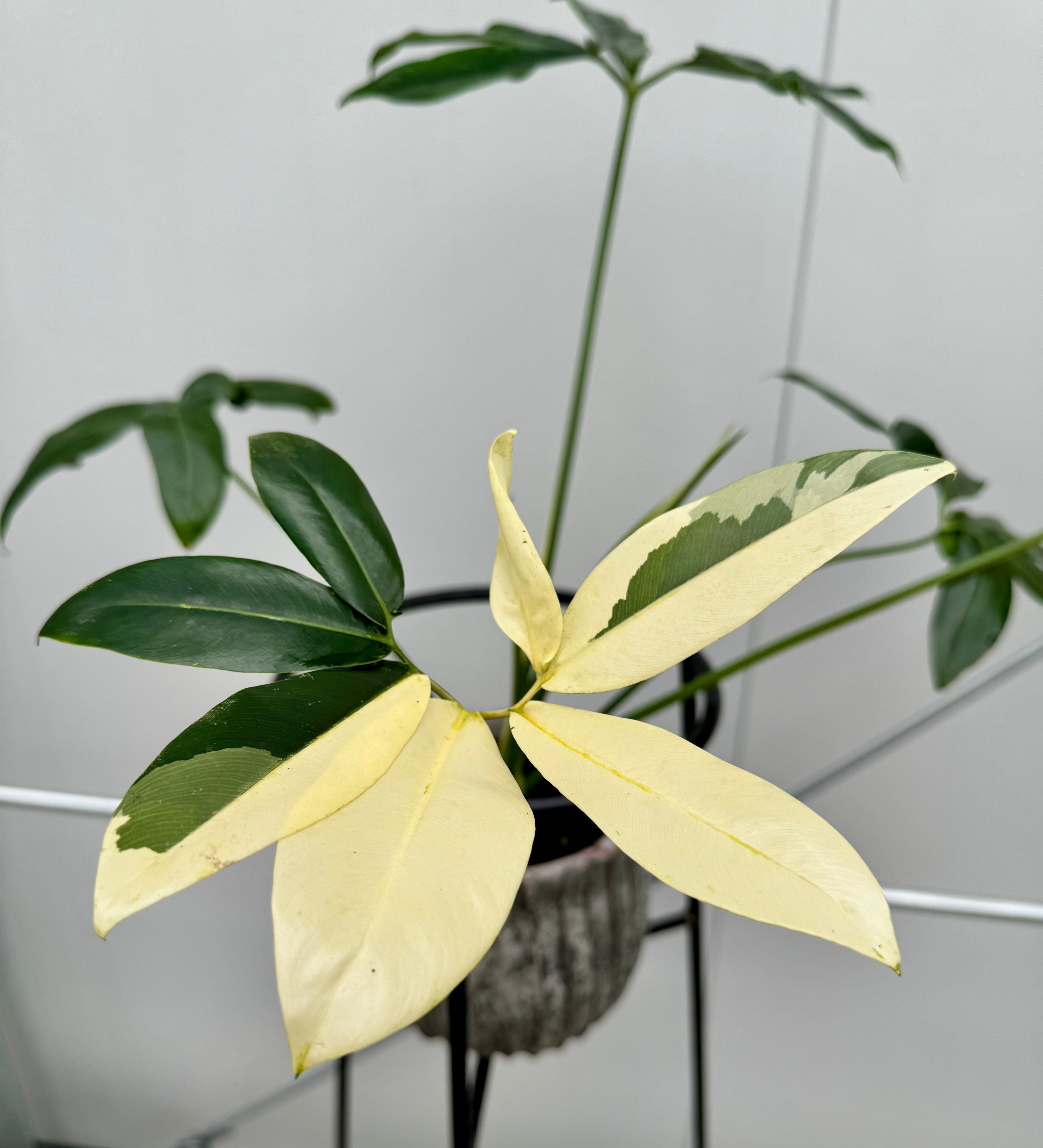 Philodendron goeldii Variegata