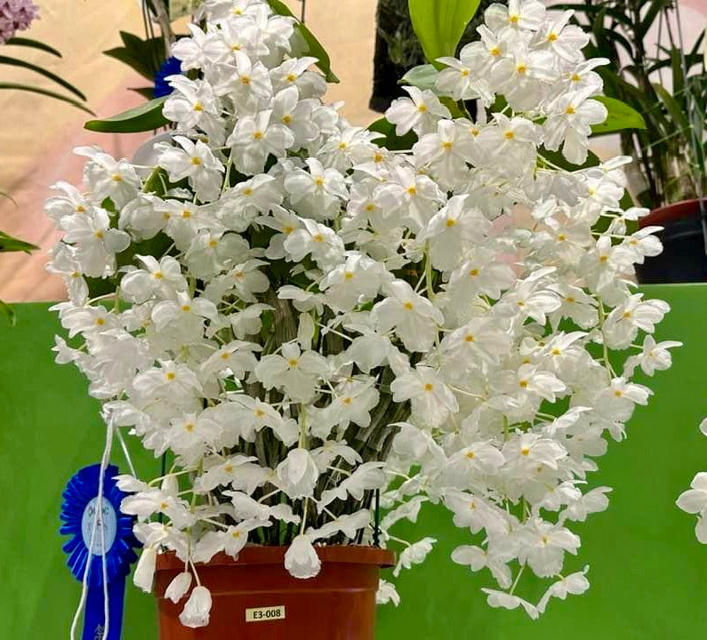 Dendrobium farmeri alba sp. Vietnam "Groß pflanze"