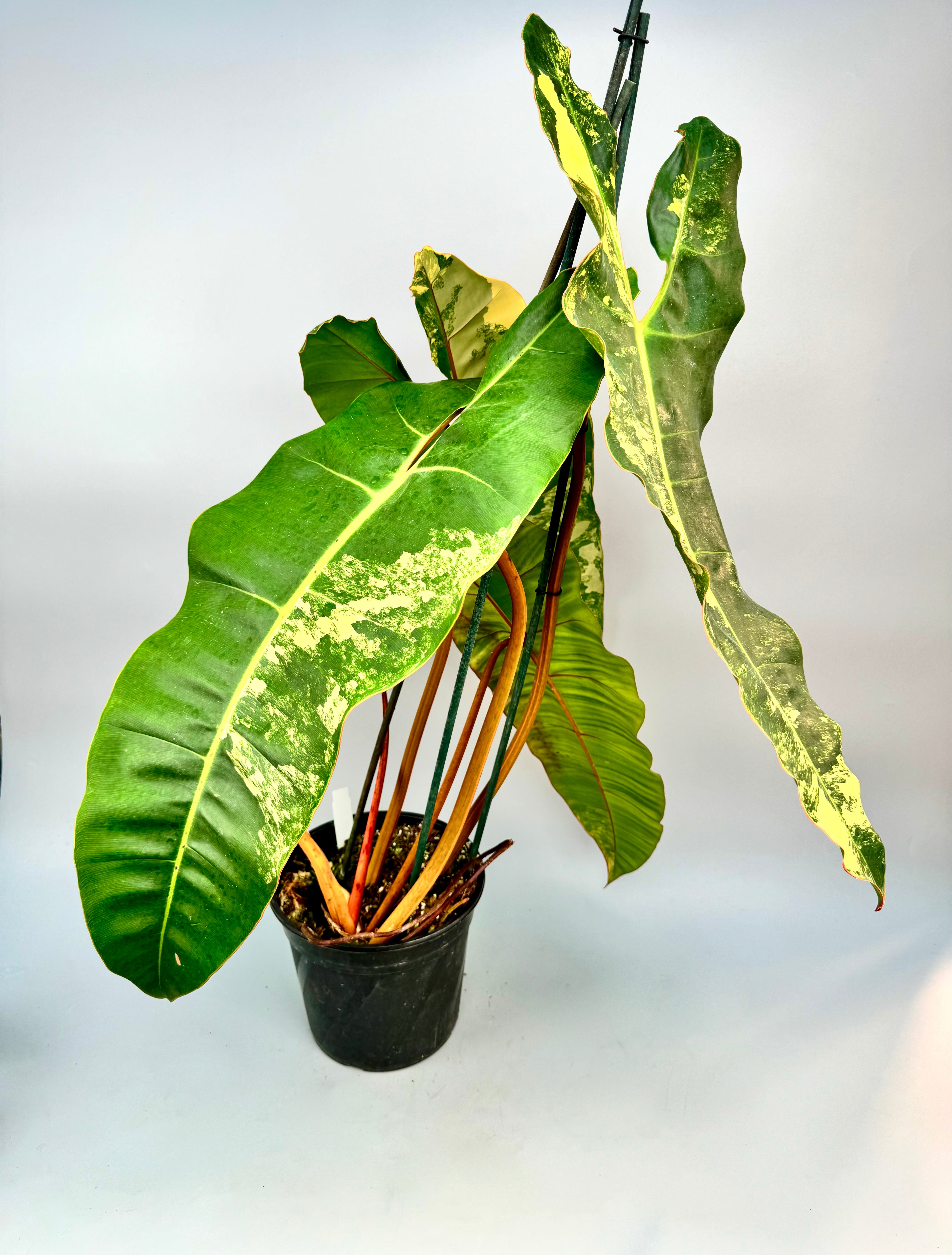 Philodendron billietiae Variegata "Average Variegation"