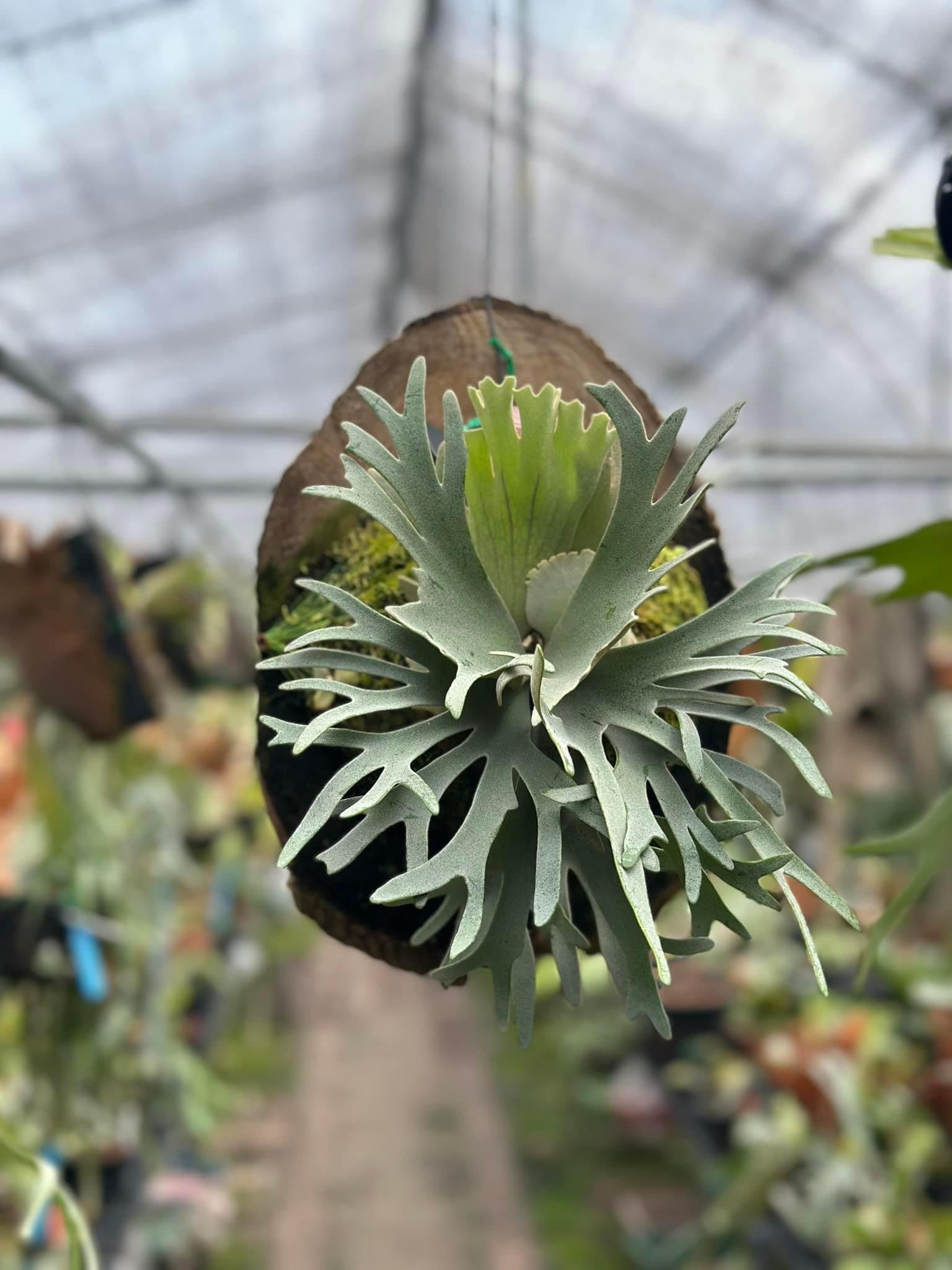 Platycerium willinckii "Yellow Moon" Dwarf