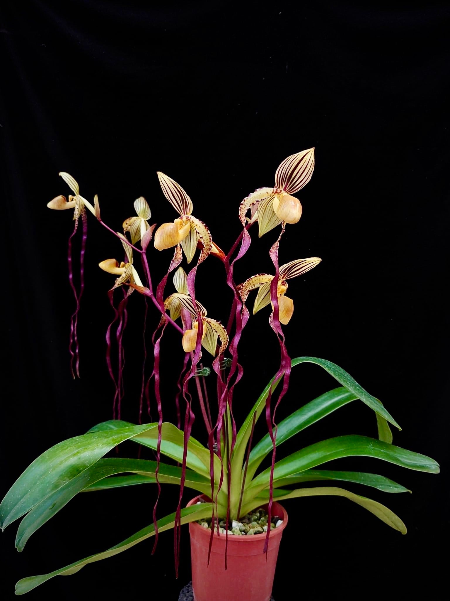 Paphiopedilum Angel Hair (P. St.Swithin x P. sanderianum)