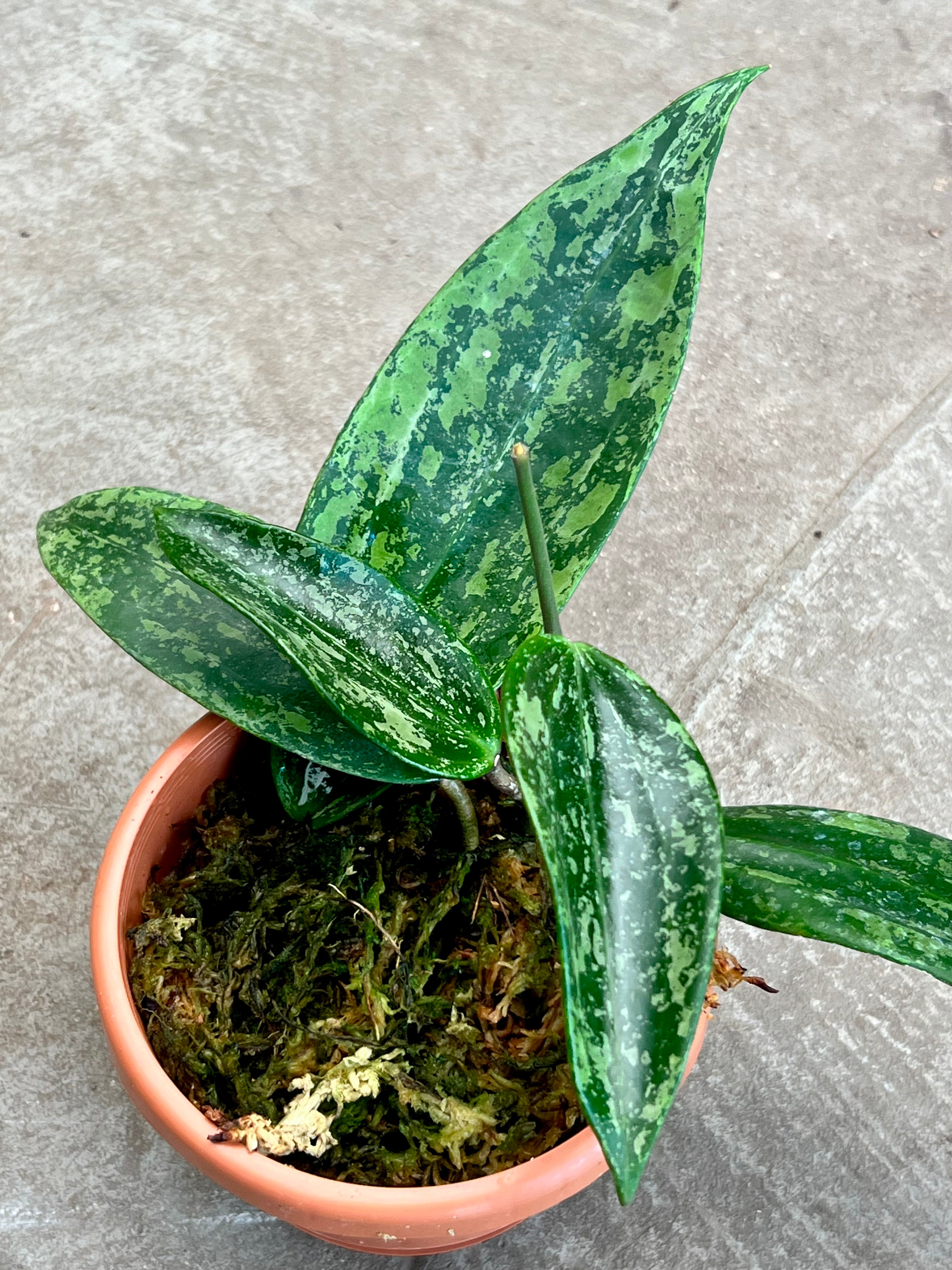 Hoya rangsan "Splash"