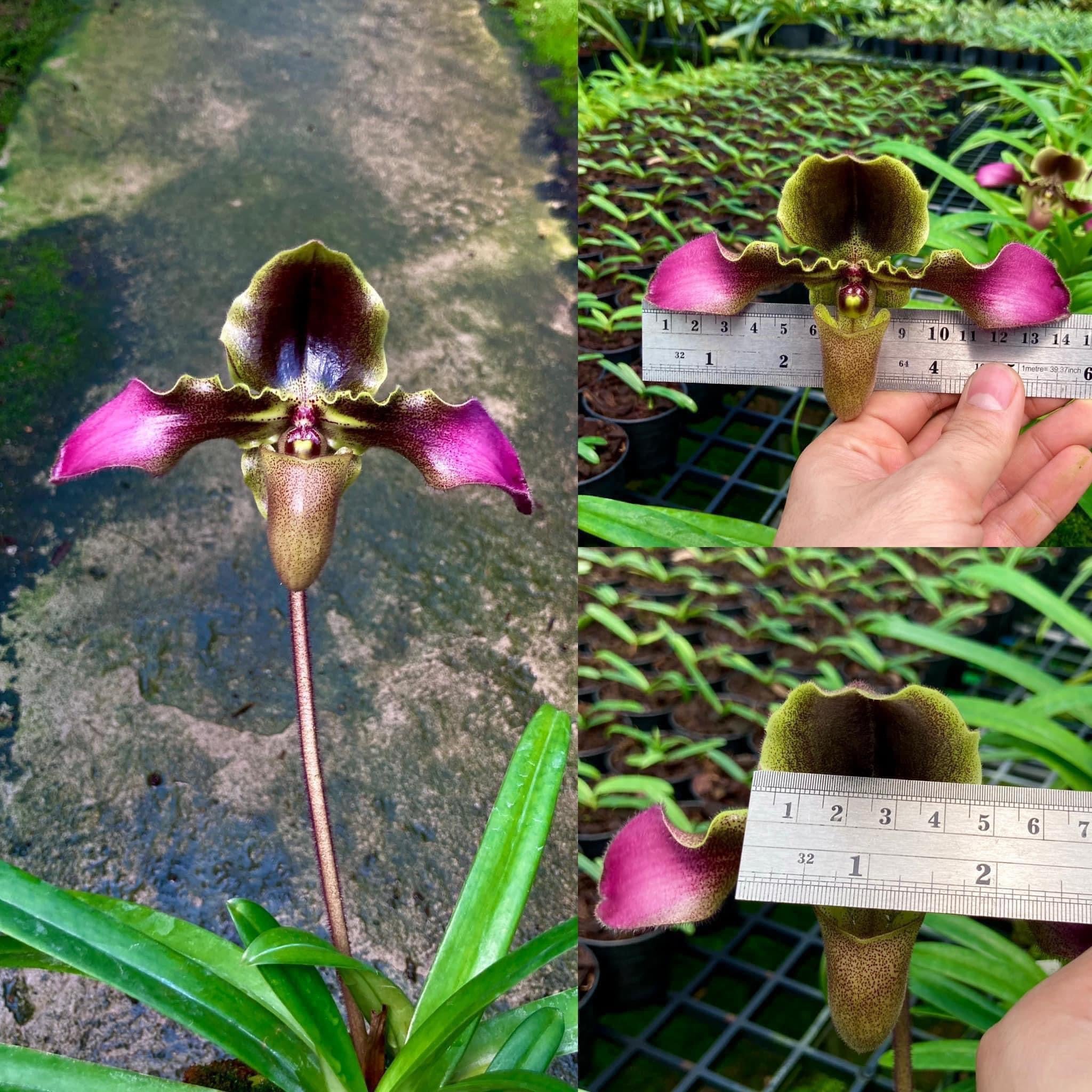 Paphiopedilum hirsutissimum 'Sang Wang' Am/RHT