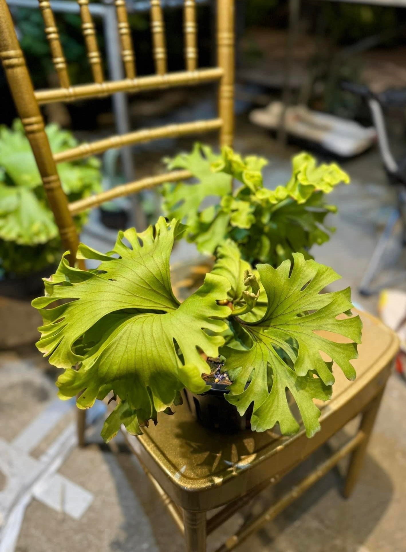 Platycerium ridleyi var. Round