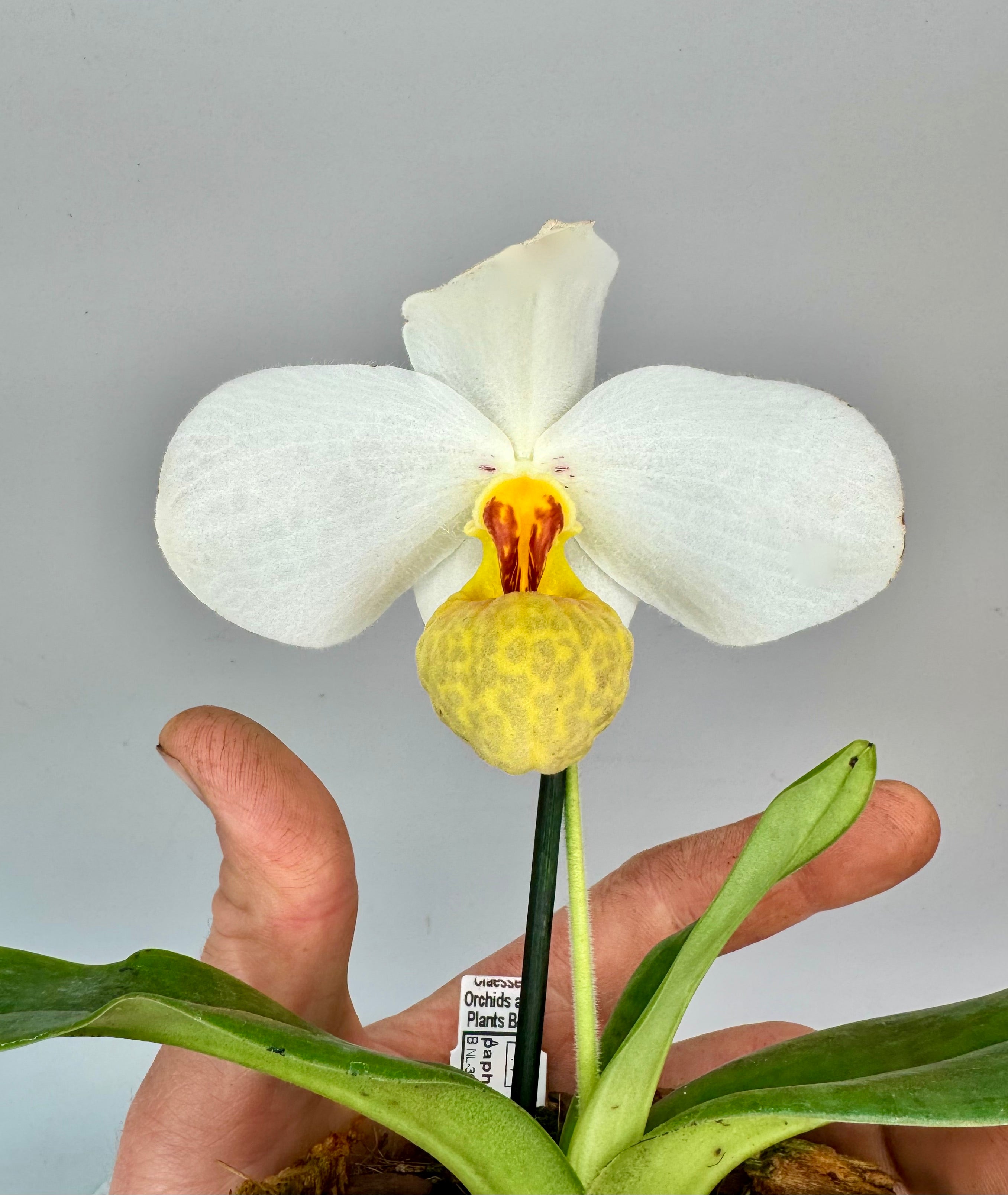 Paphiopedilum emersonii
