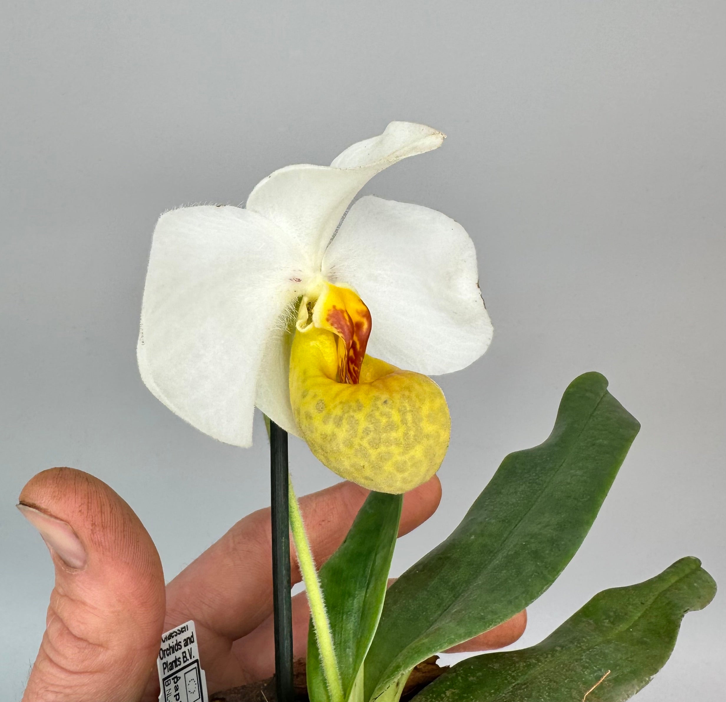 Paphiopedilum emersonii