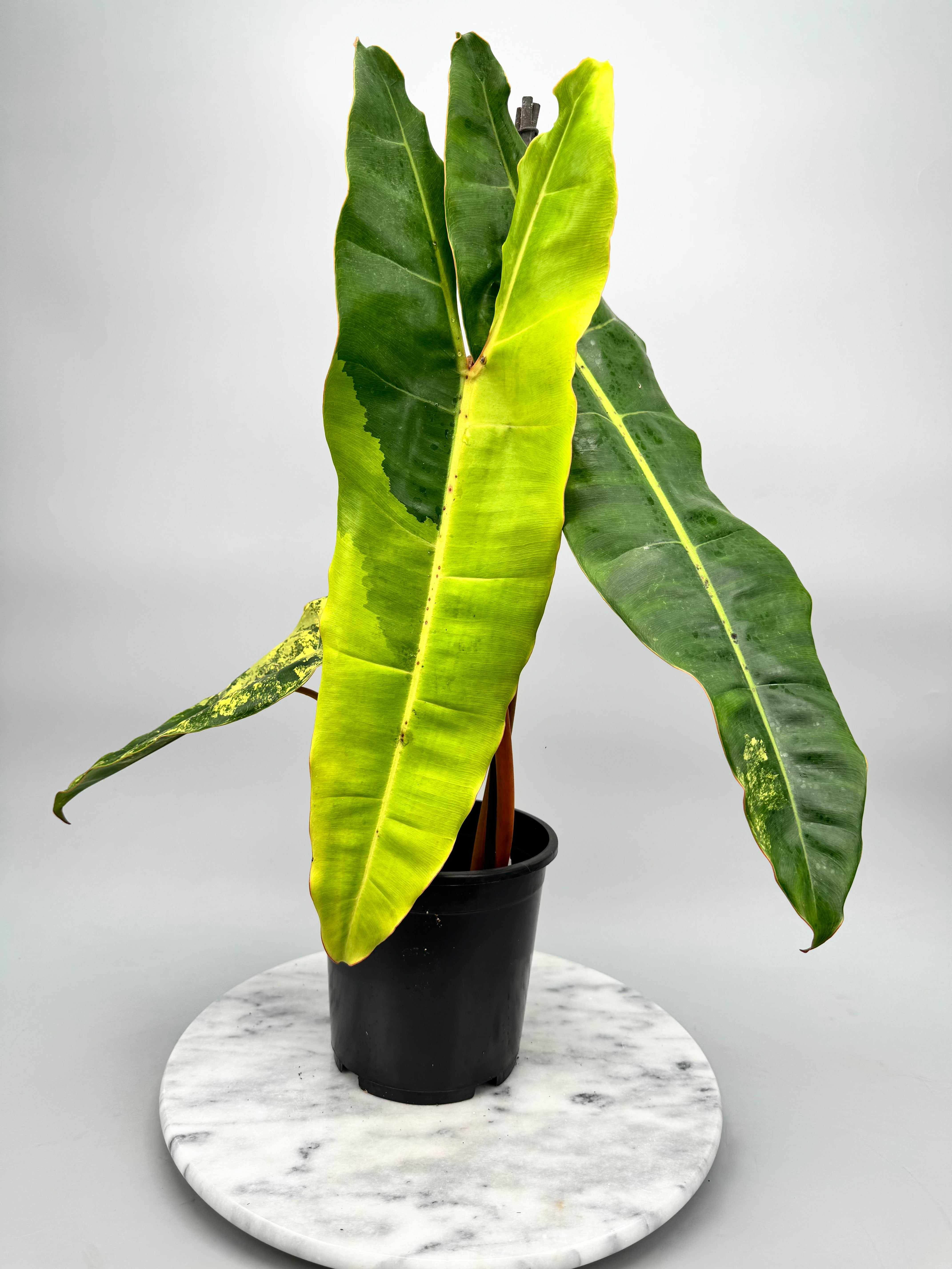 Philodendron billietiae Variegata "Almost Full Moon" (nr 2)