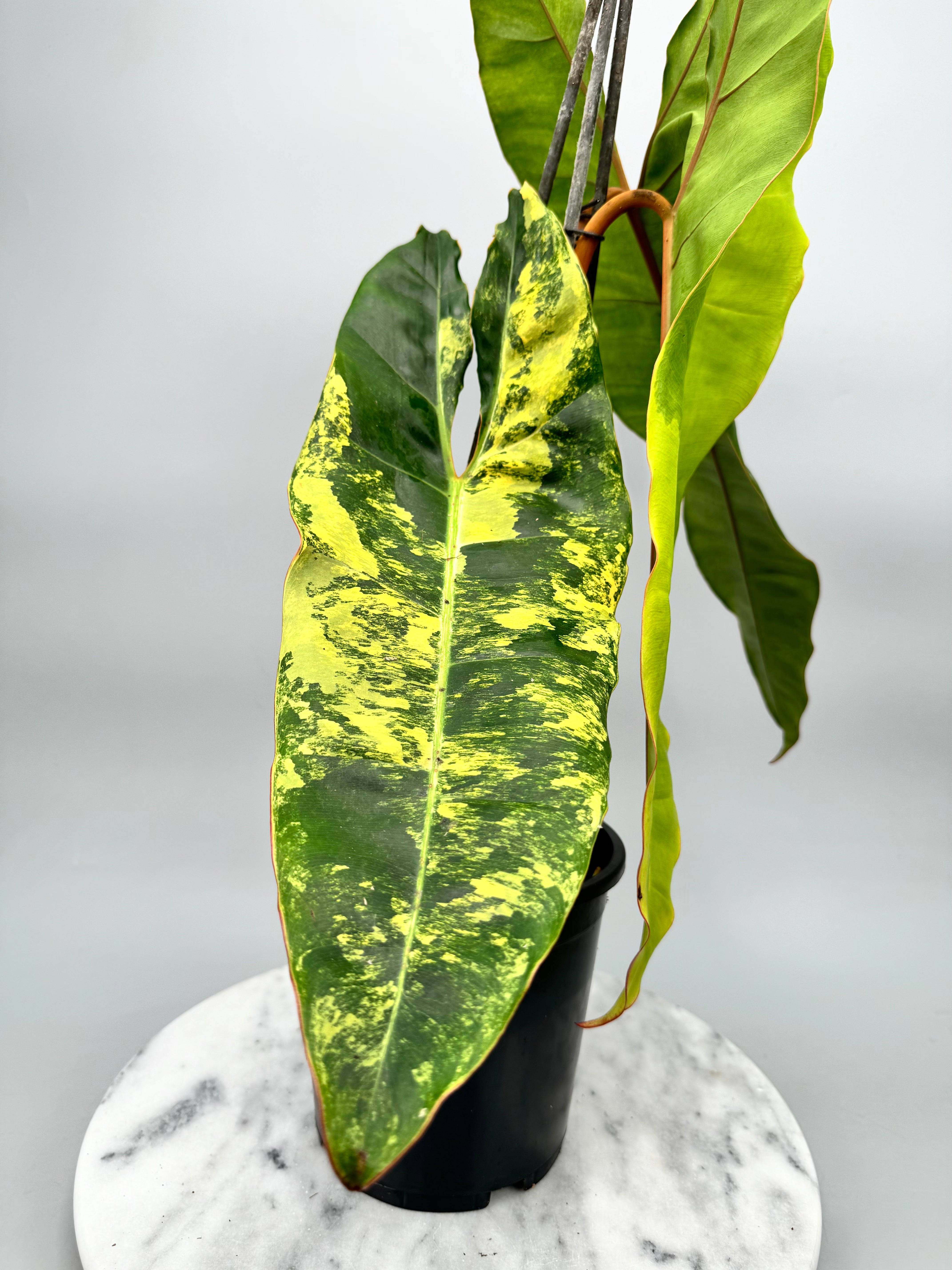 Philodendron billietiae Variegata "Almost Full Moon" (Nr 2)