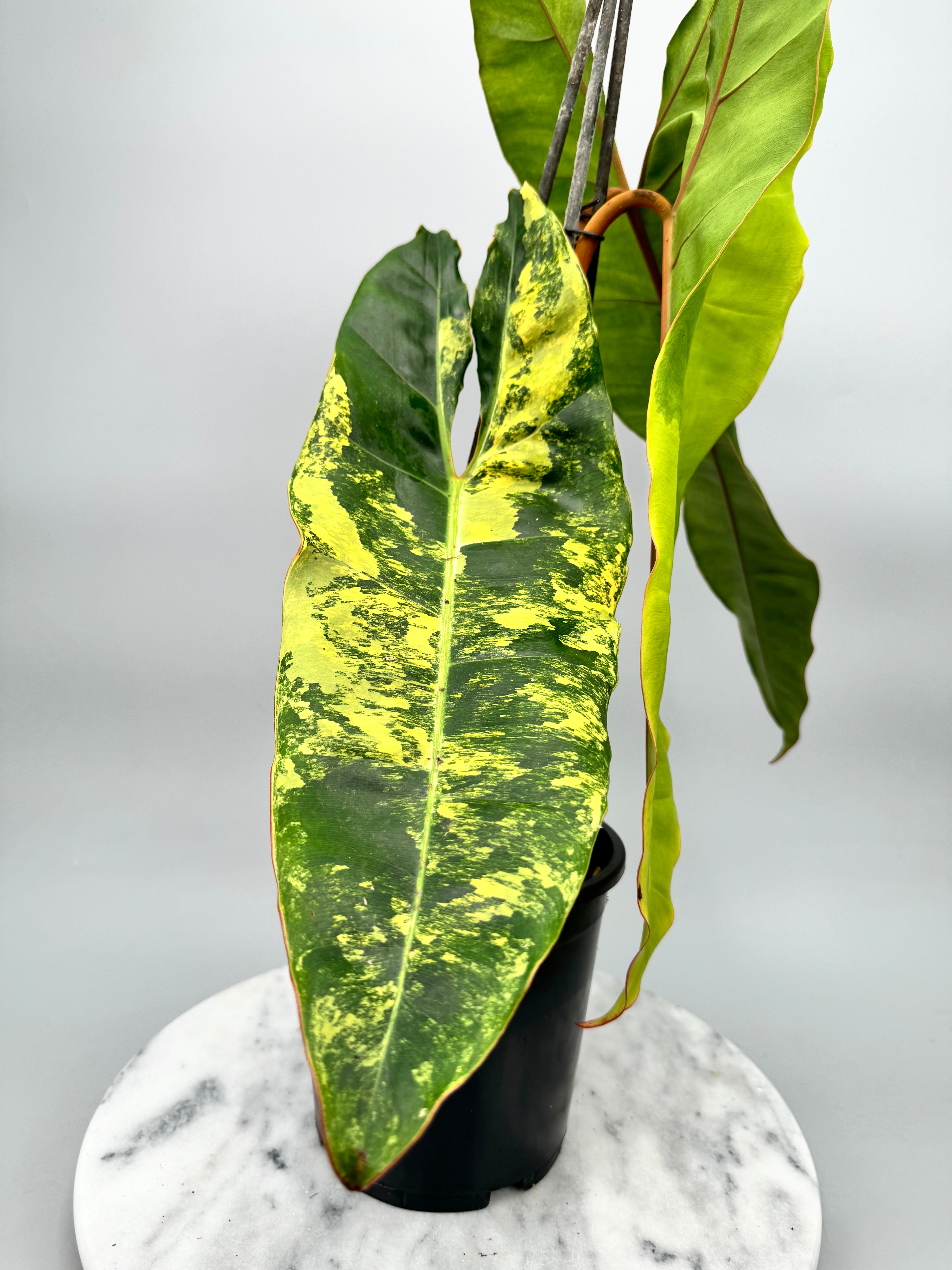 Philodendron billietiae Variegata "Almost Full Moon" (nr 2)