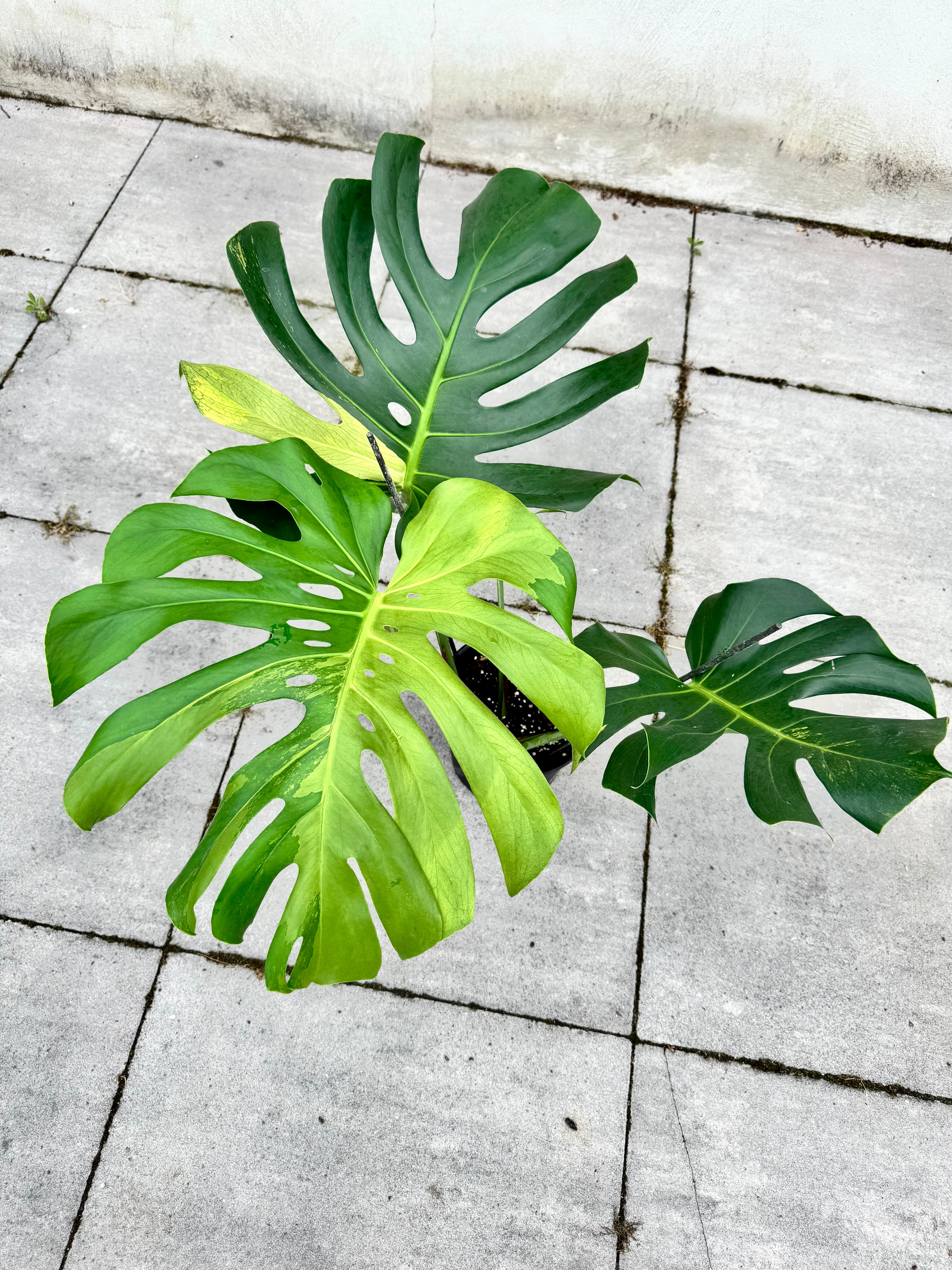 Monstera Ocean Mint