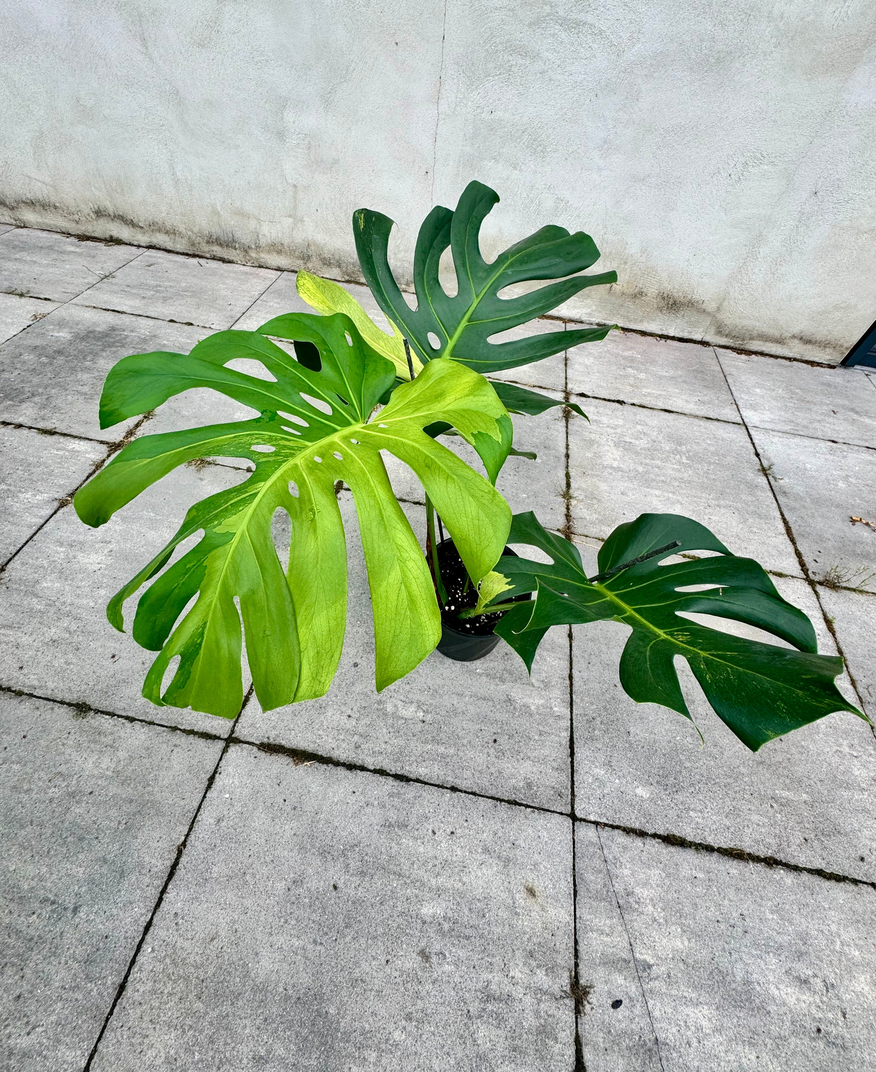 Monstera Ocean Mint