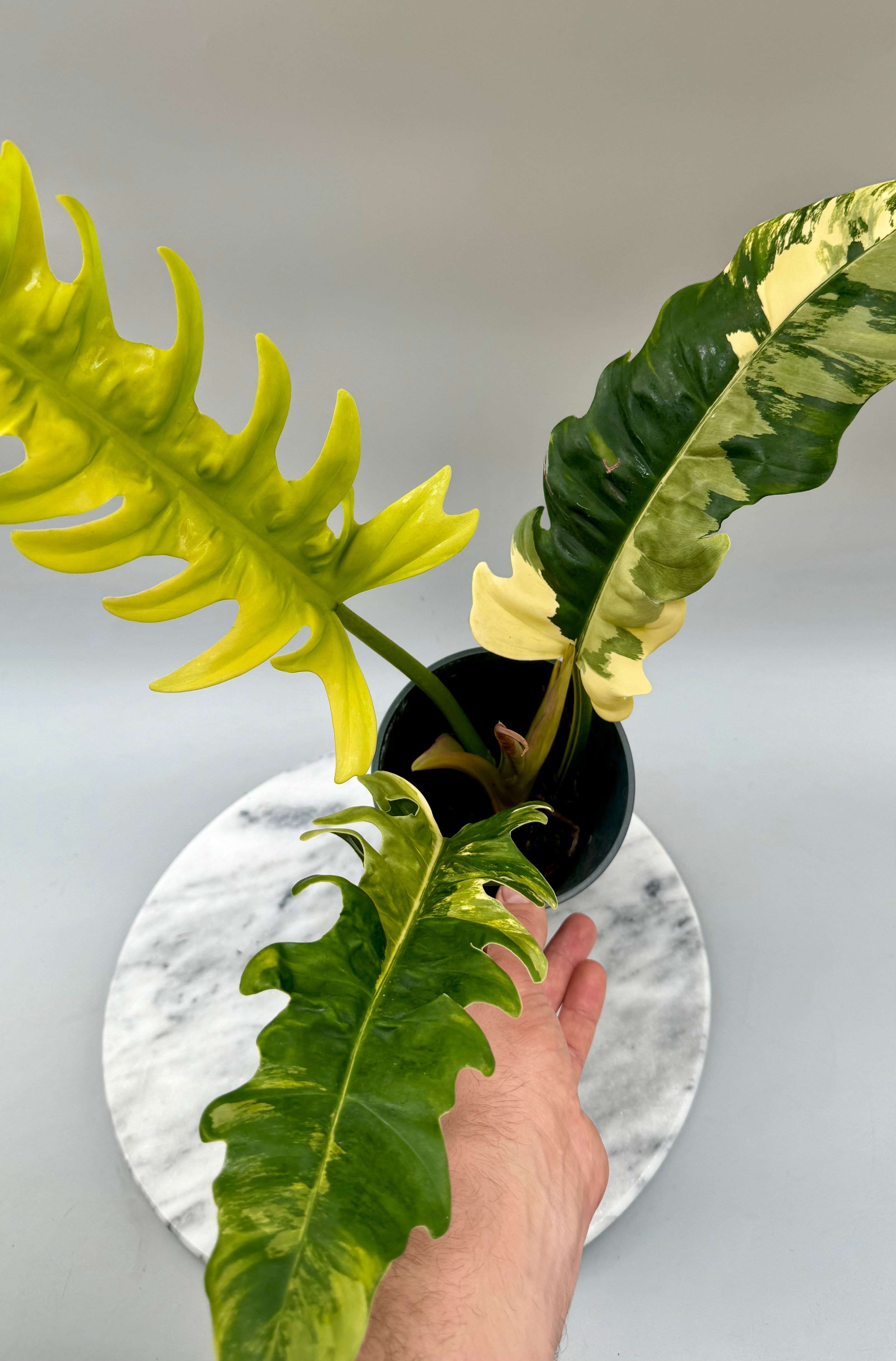 Philodendron Ring Of Fire "Tricolor"