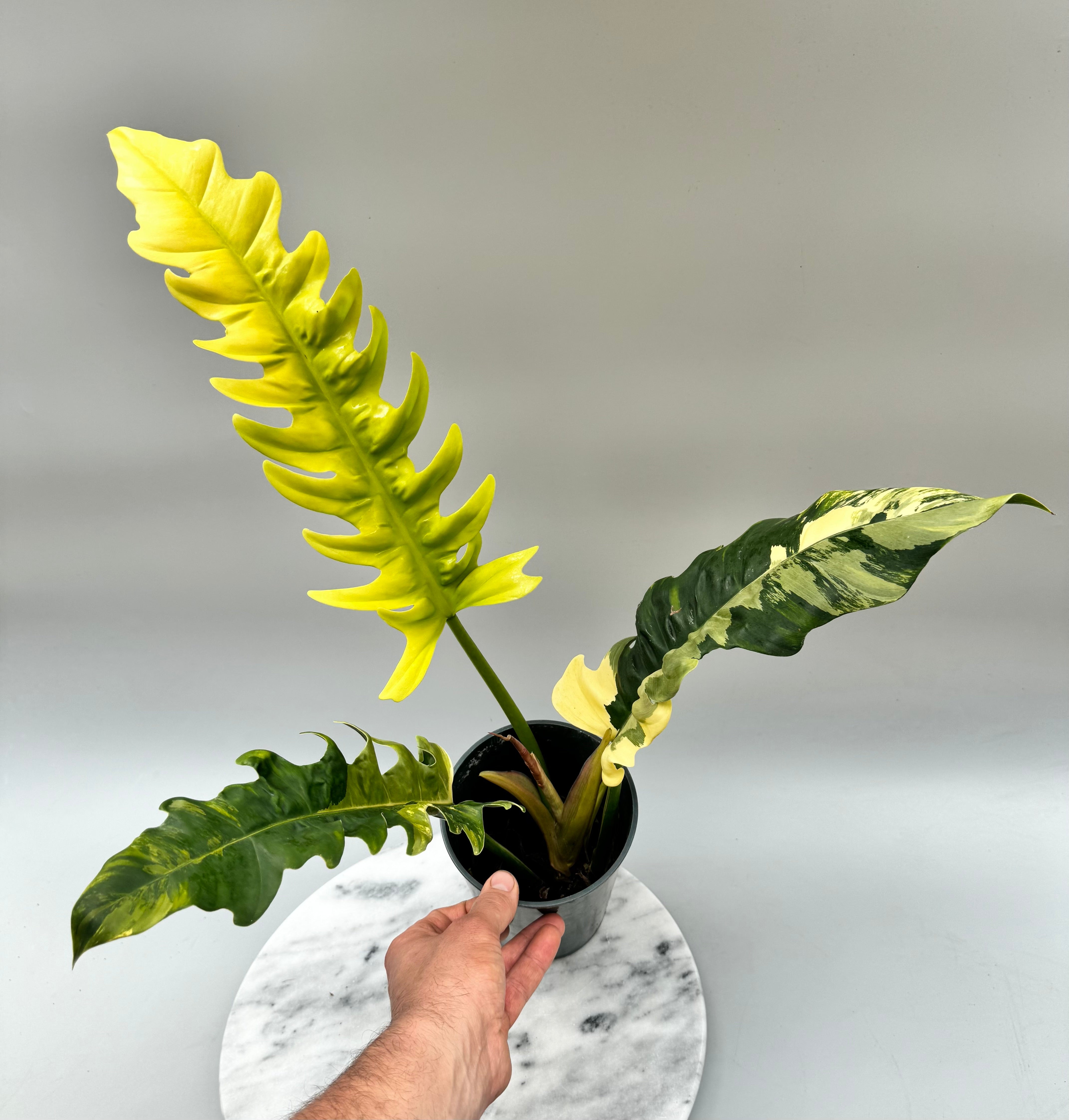 Philodendron Ring Of Fire "Tricolor"