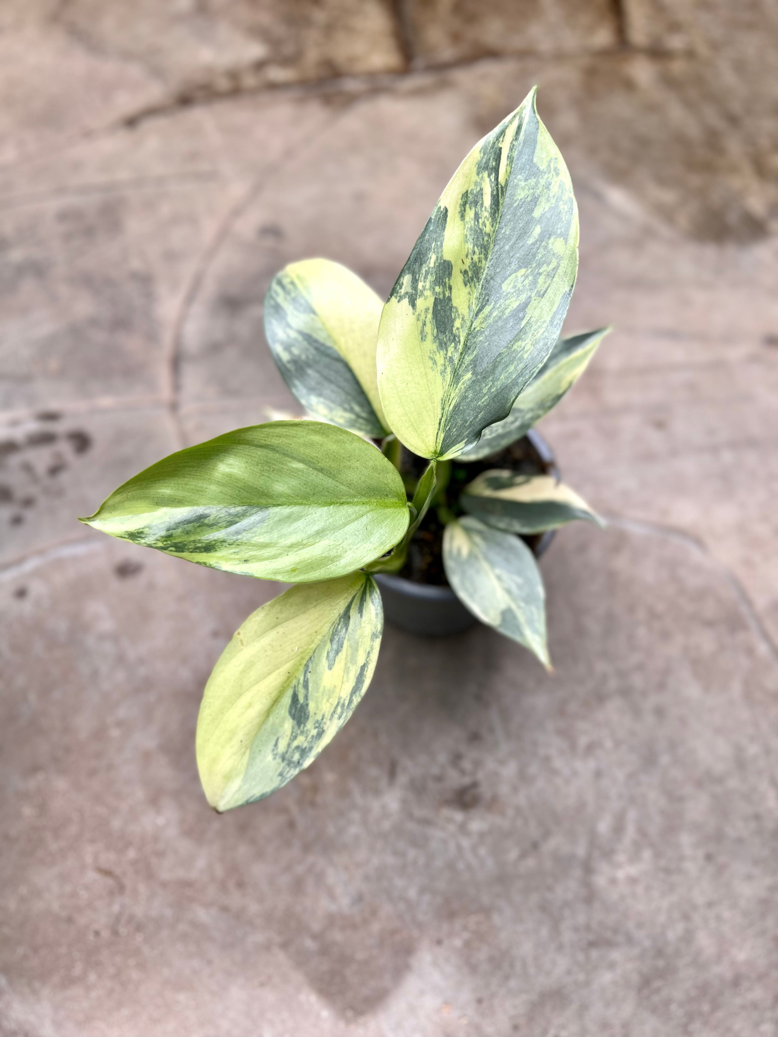 Philodendron Silver Sword Variegata