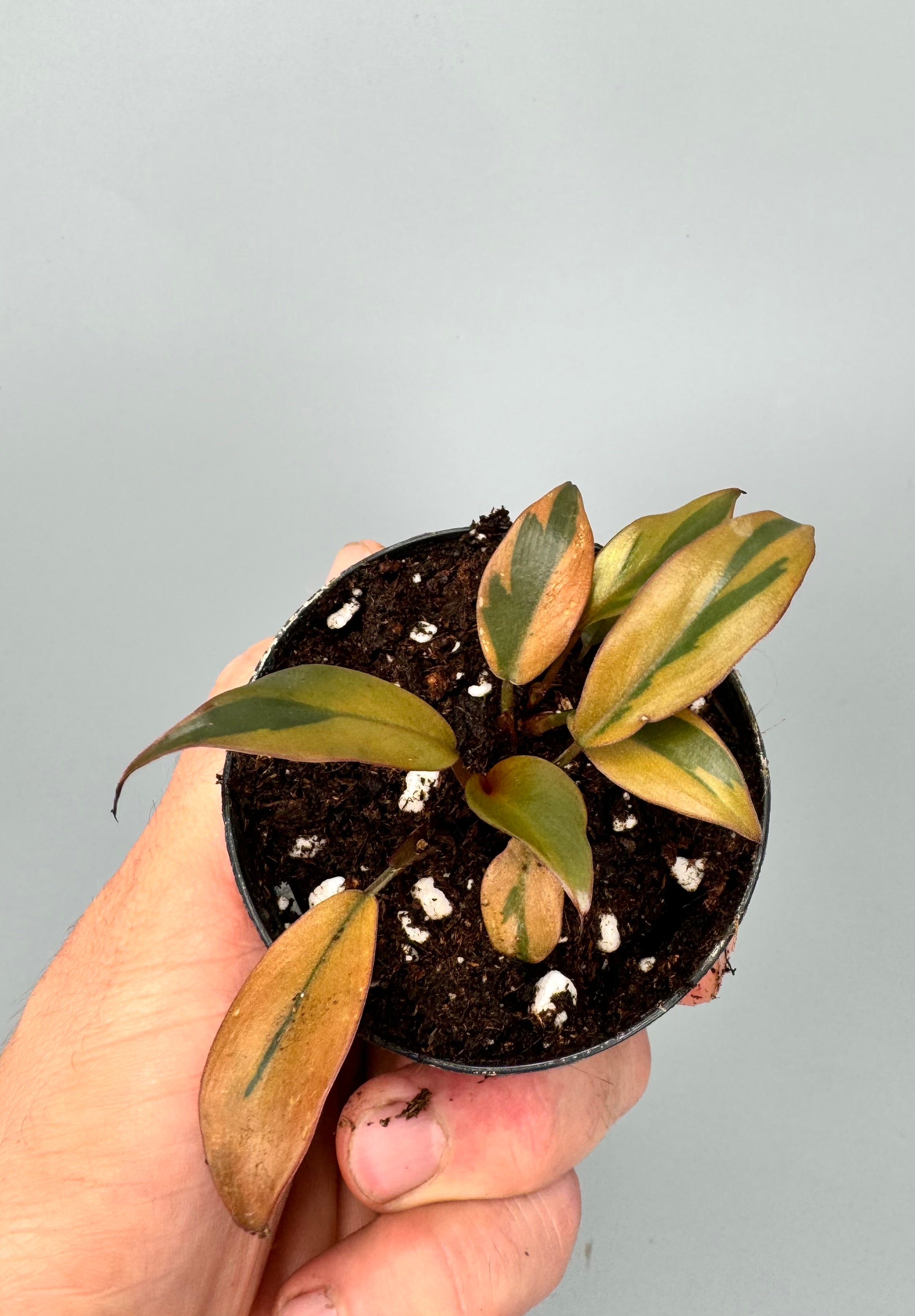 Philodendron "Black Cardinal" Variegated ‘Small Size’