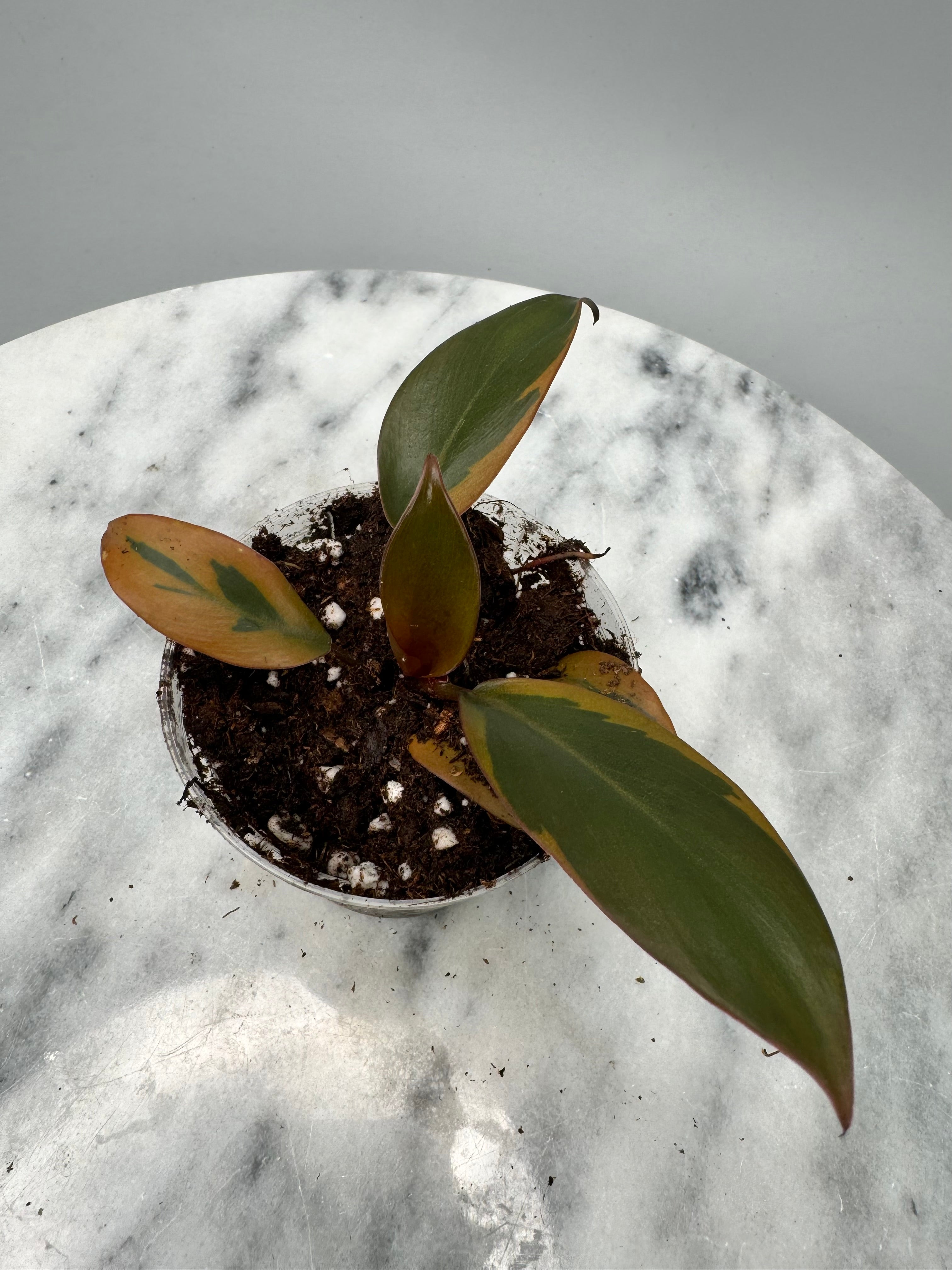 Philodendron "Black Cardinal" Variegated ‘Small Size’