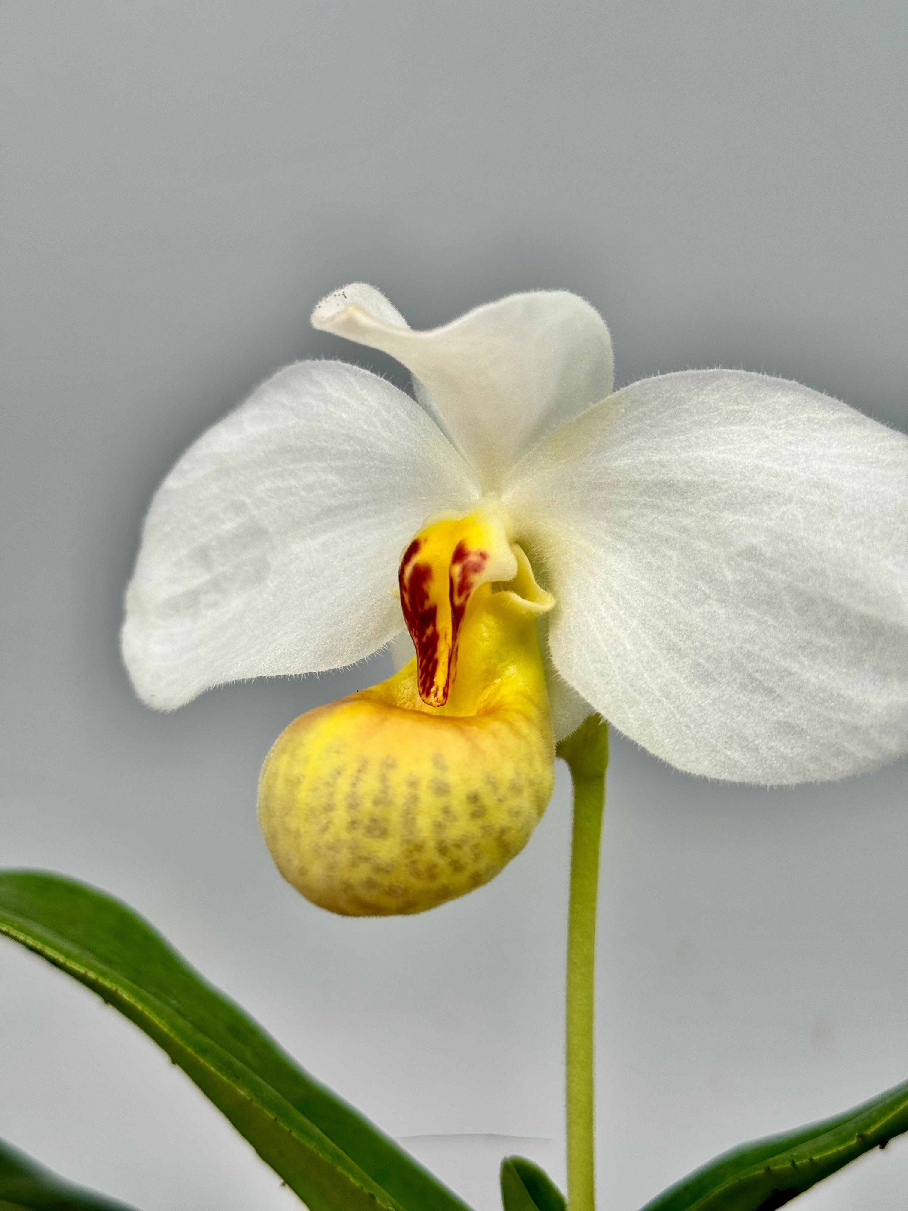 Paphiopedilum emersonii
