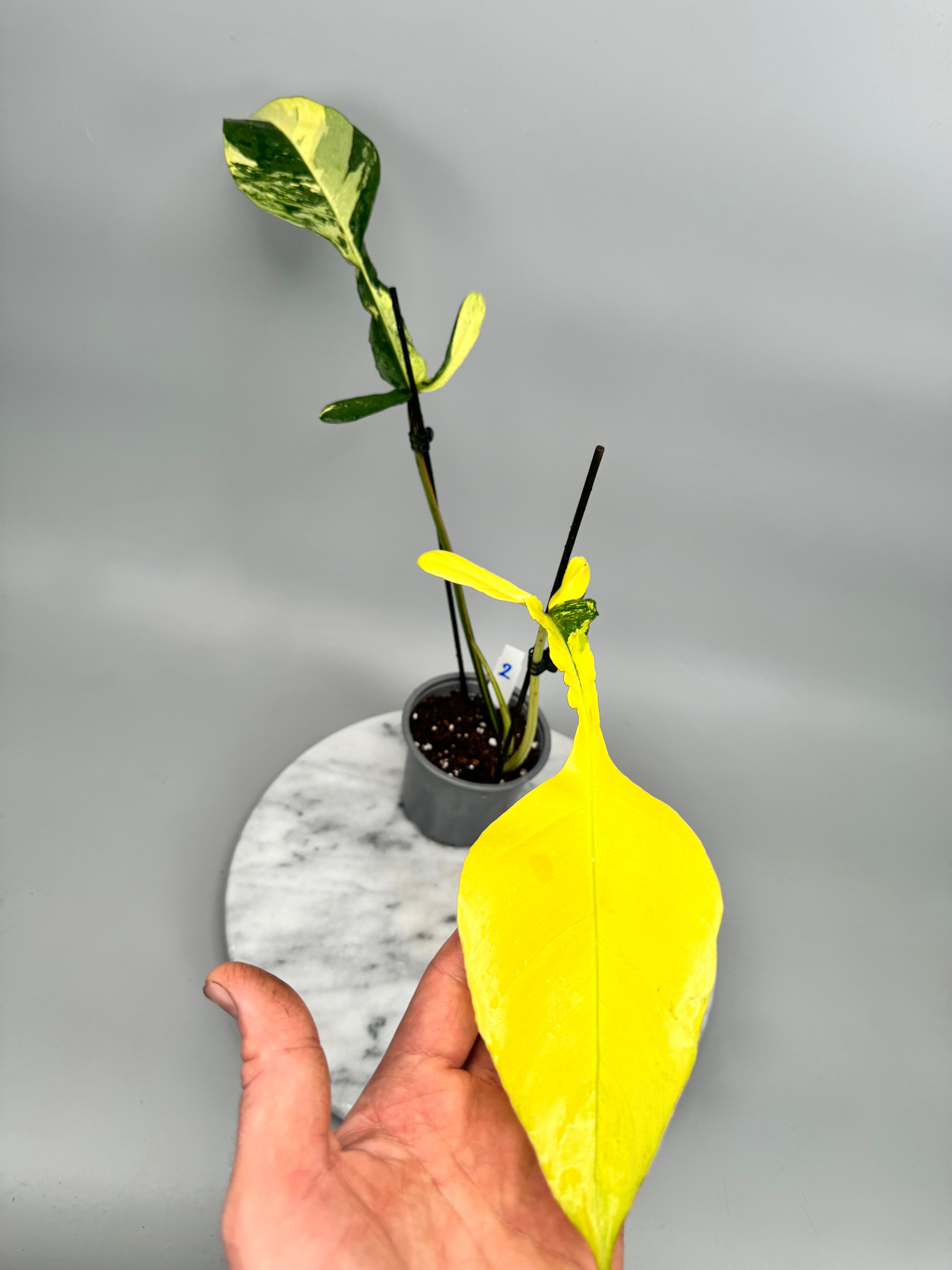 Philodendron joepii Variegated