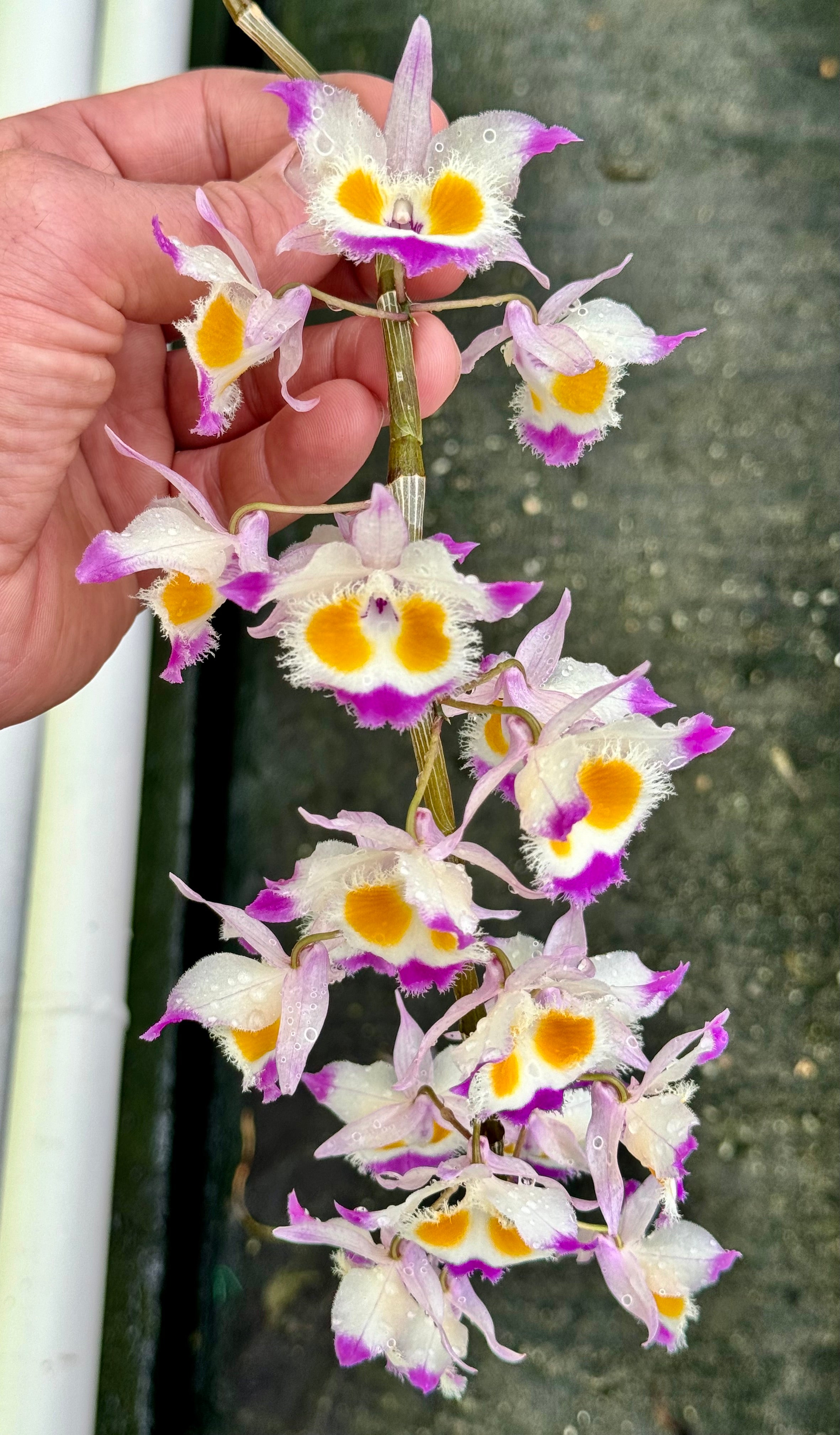 Dendrobium devonianum