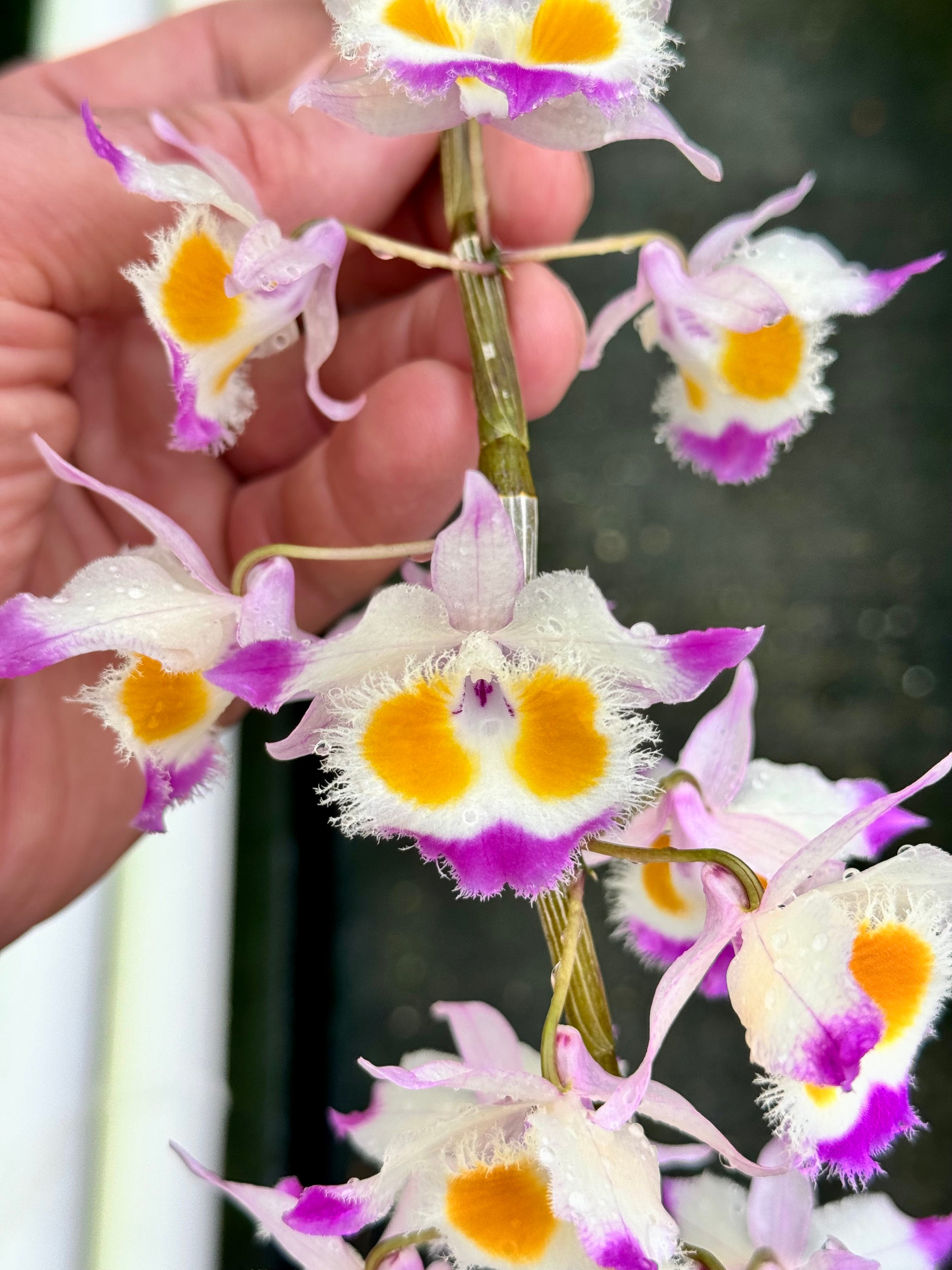 Dendrobium devonianum