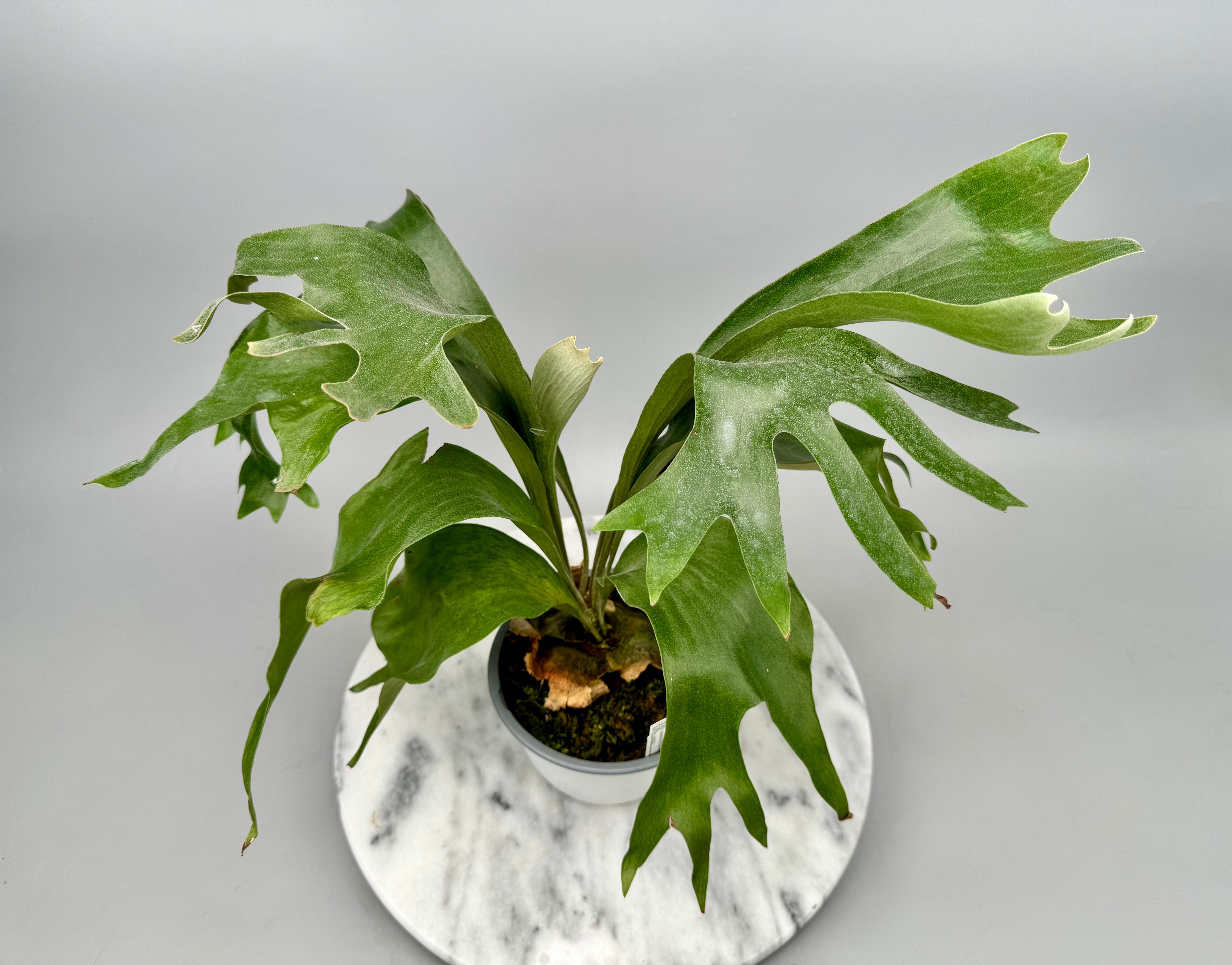 Platycerium hillii "Hula Hand"