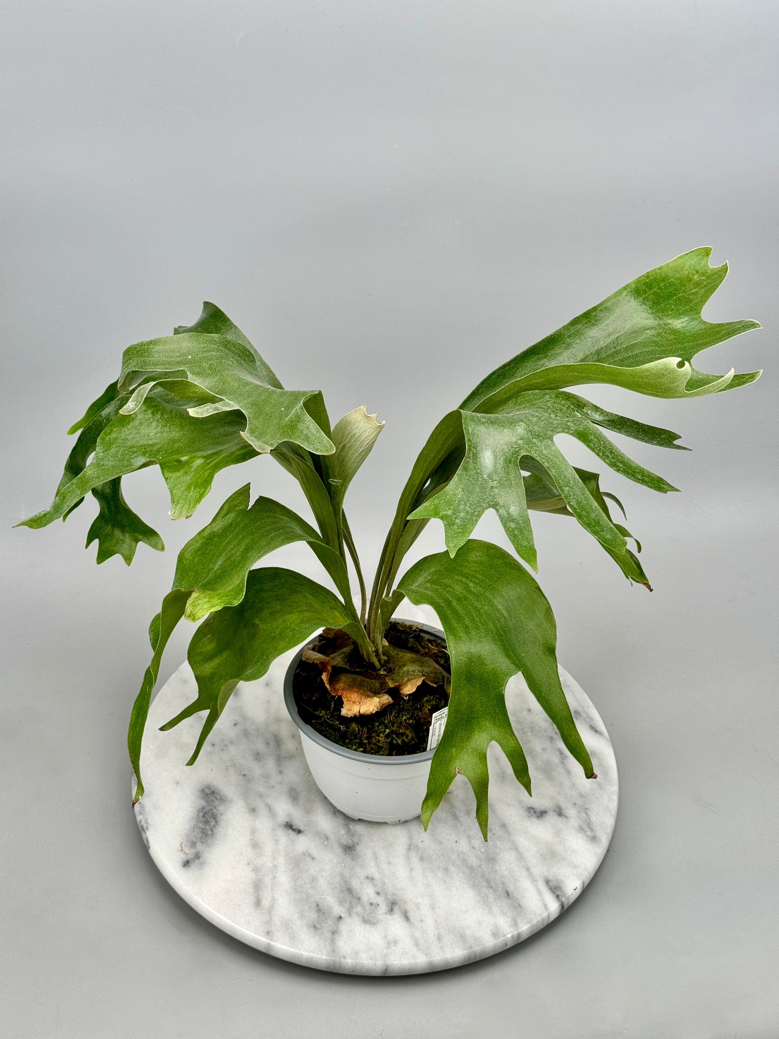 Platycerium hillii "Hula Hand"