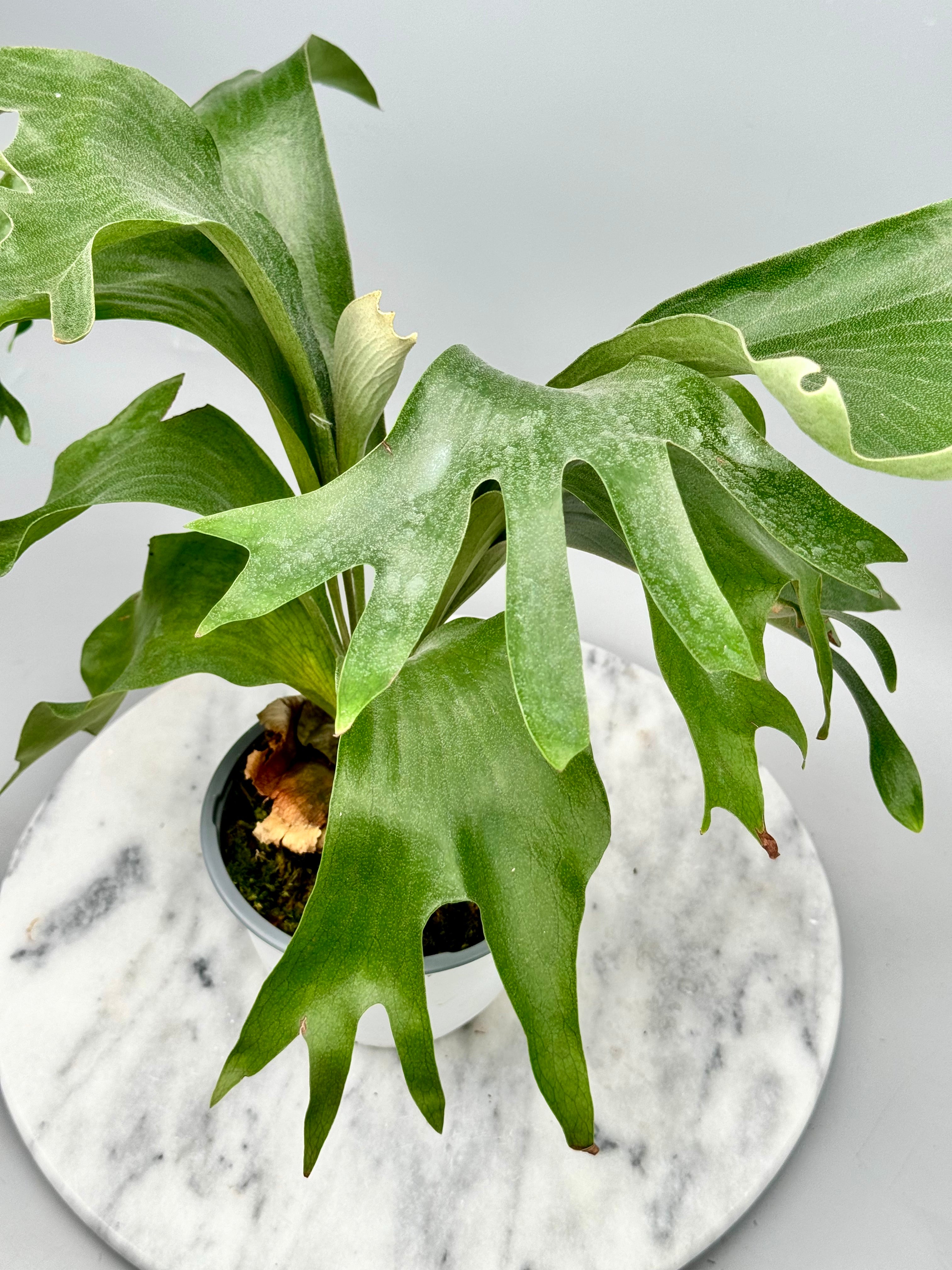 Platycerium hillii "Hula Hand"