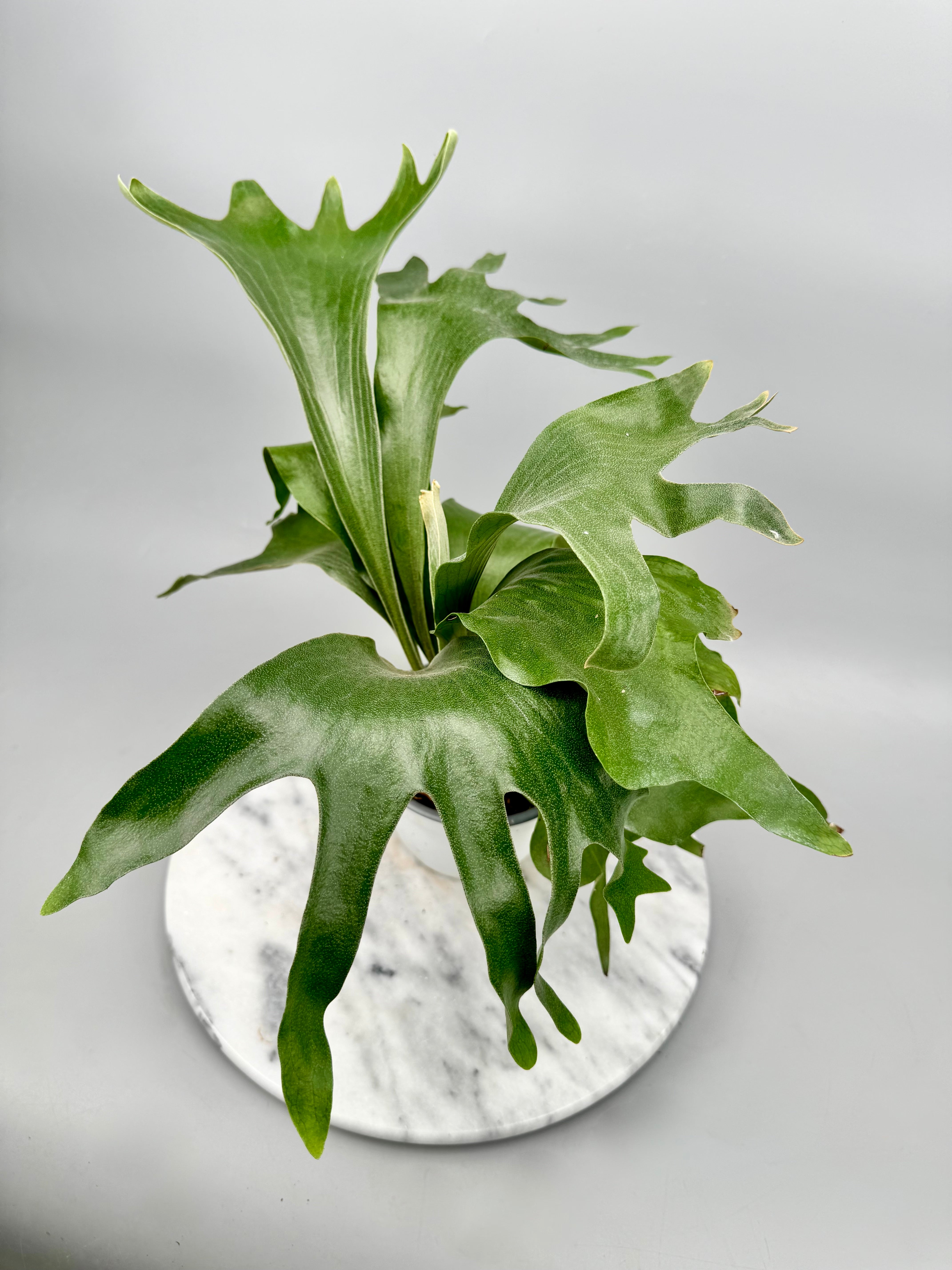 Platycerium hillii "Hula Hand"