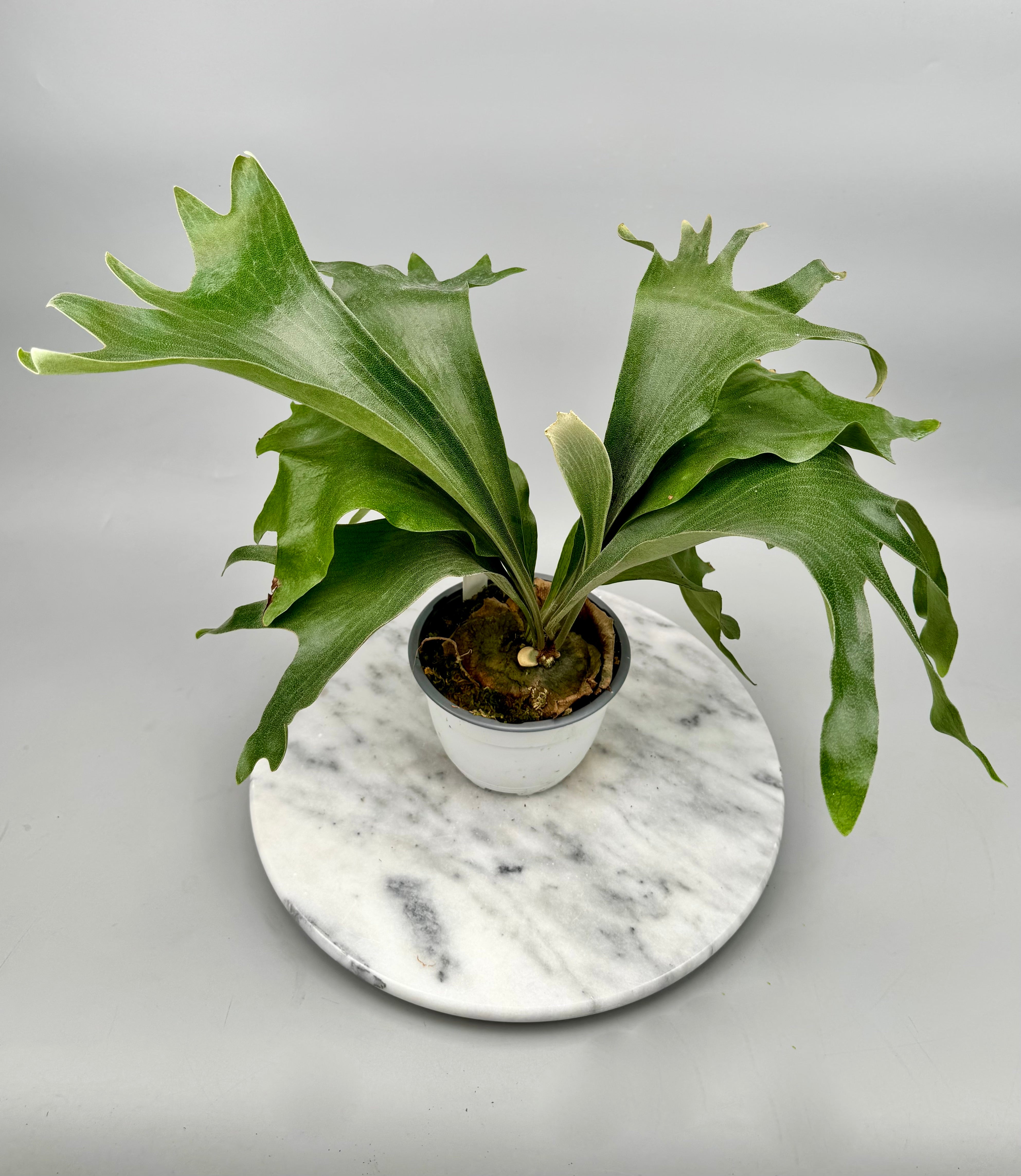 Platycerium hillii "Hula Hand"