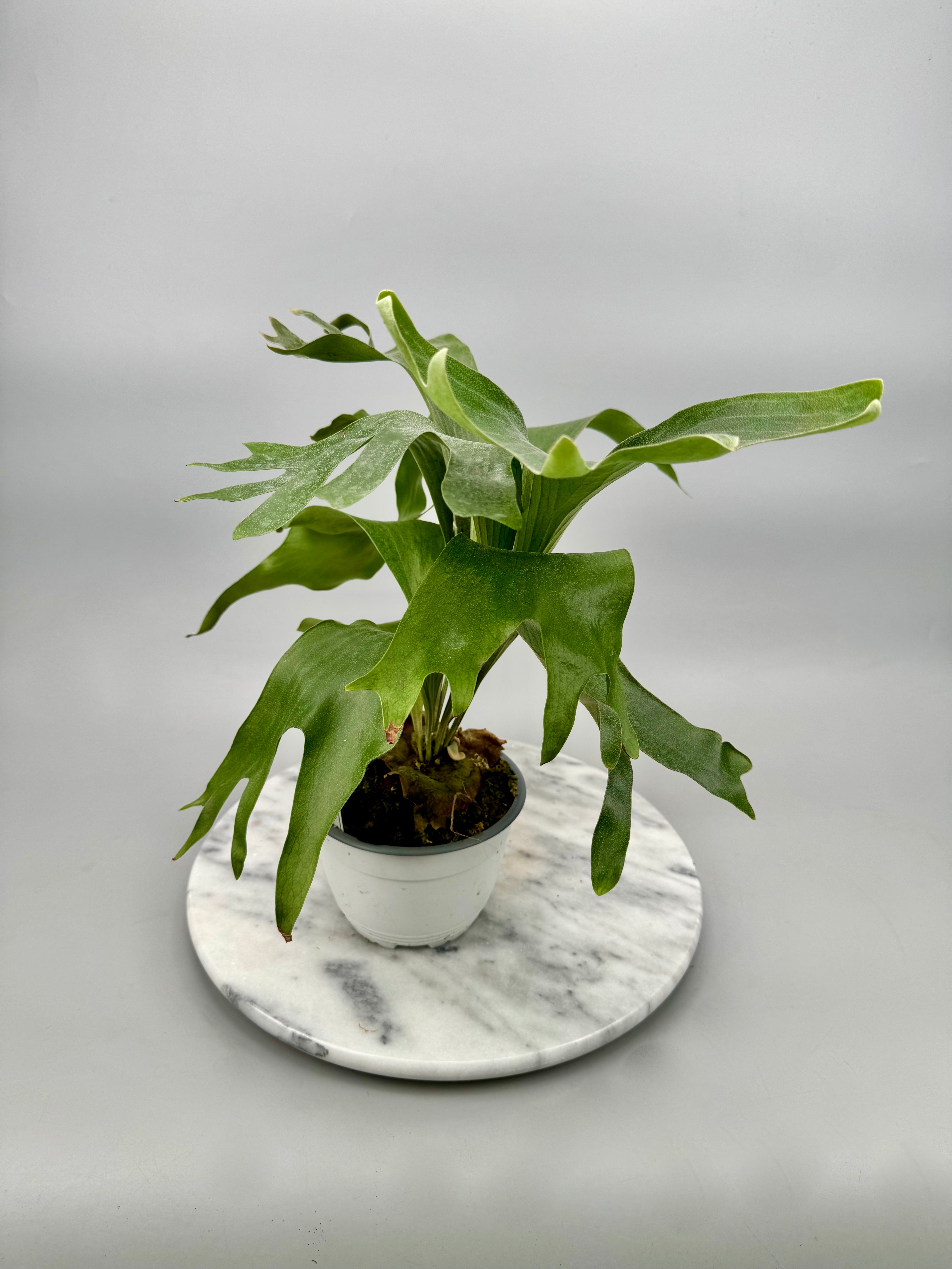 Platycerium hillii "Hula Hand"