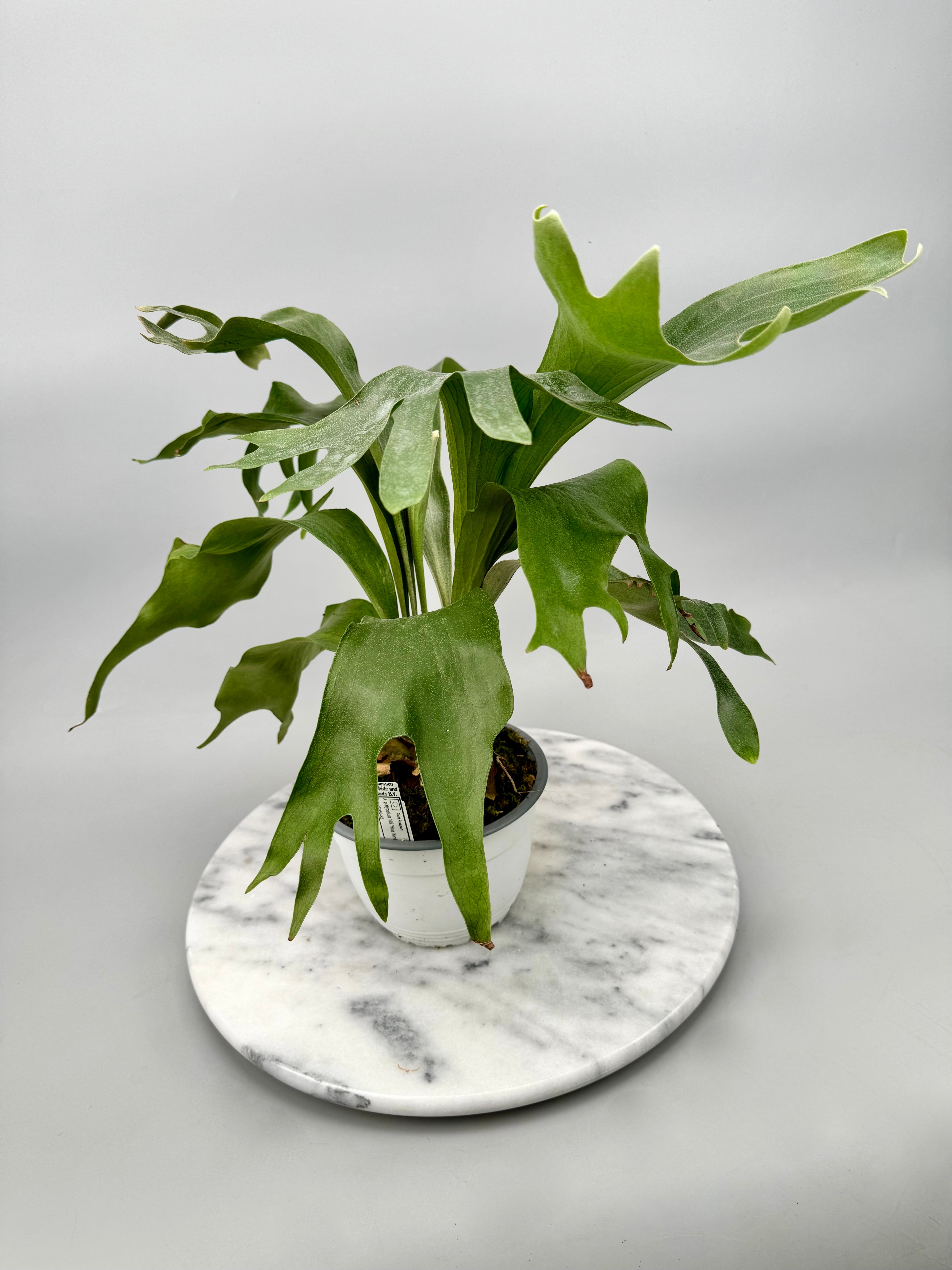 Platycerium hillii "Hula Hand"