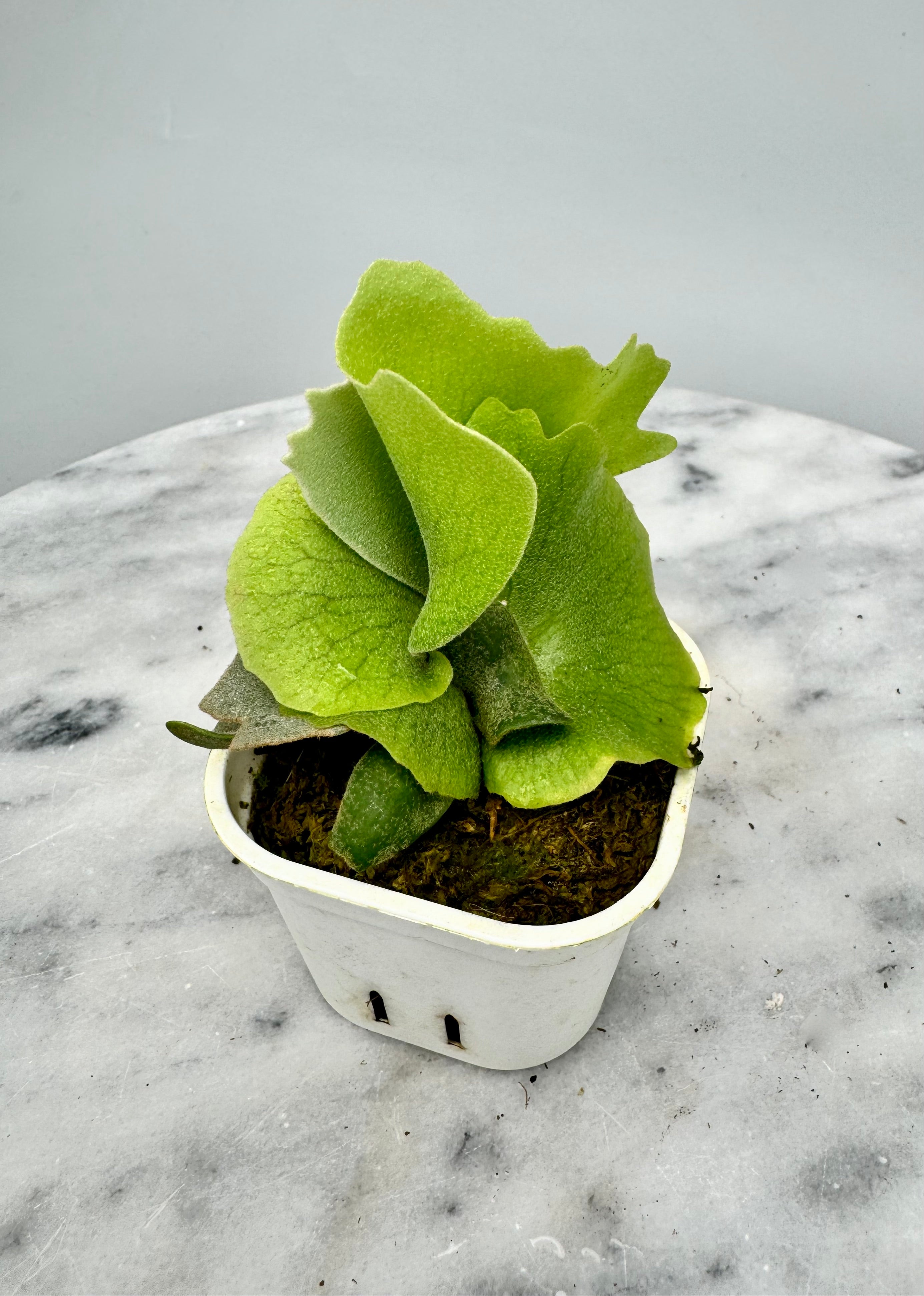 Platycerium willinckii "OMG"