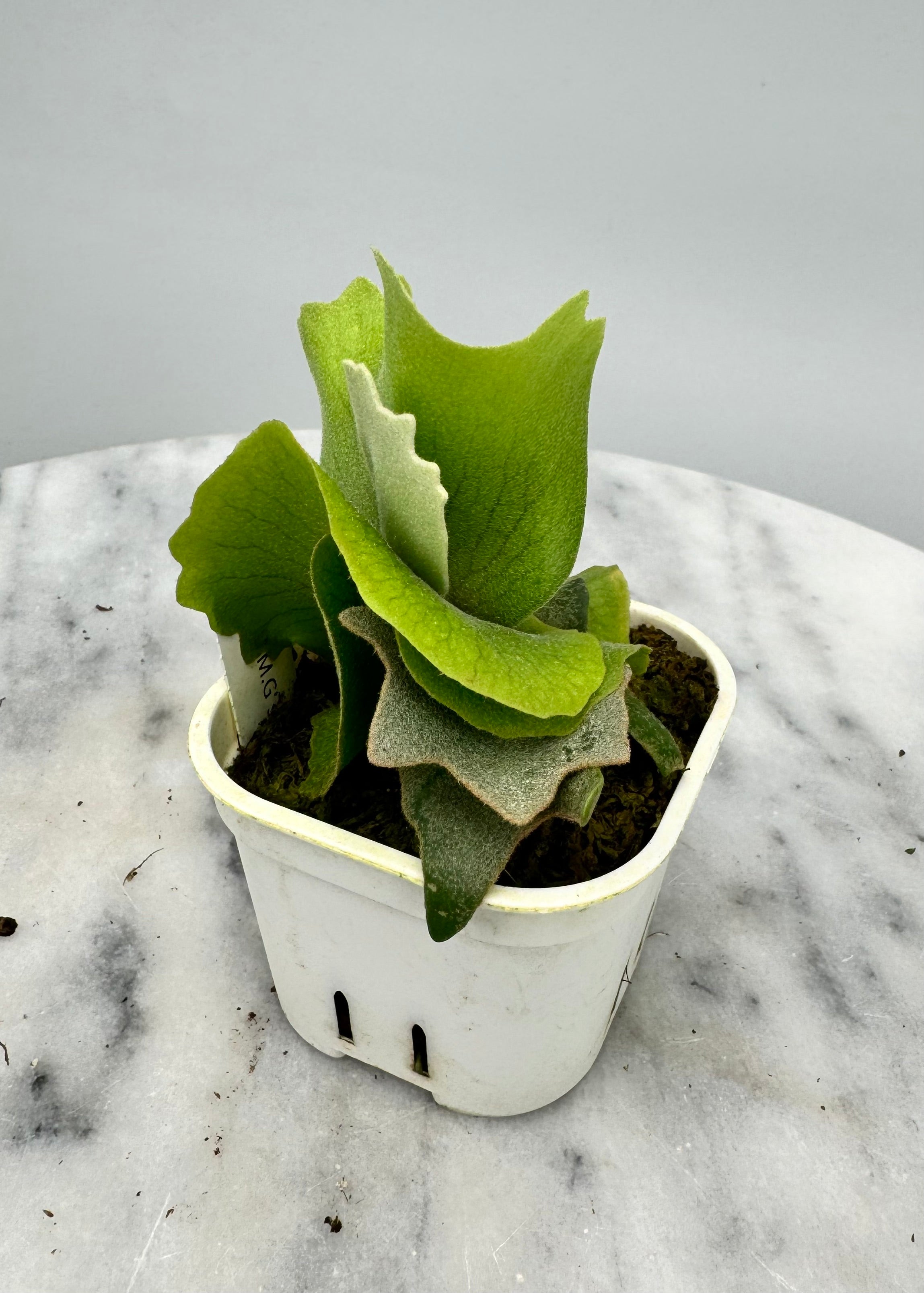 Platycerium willinckii "OMG"