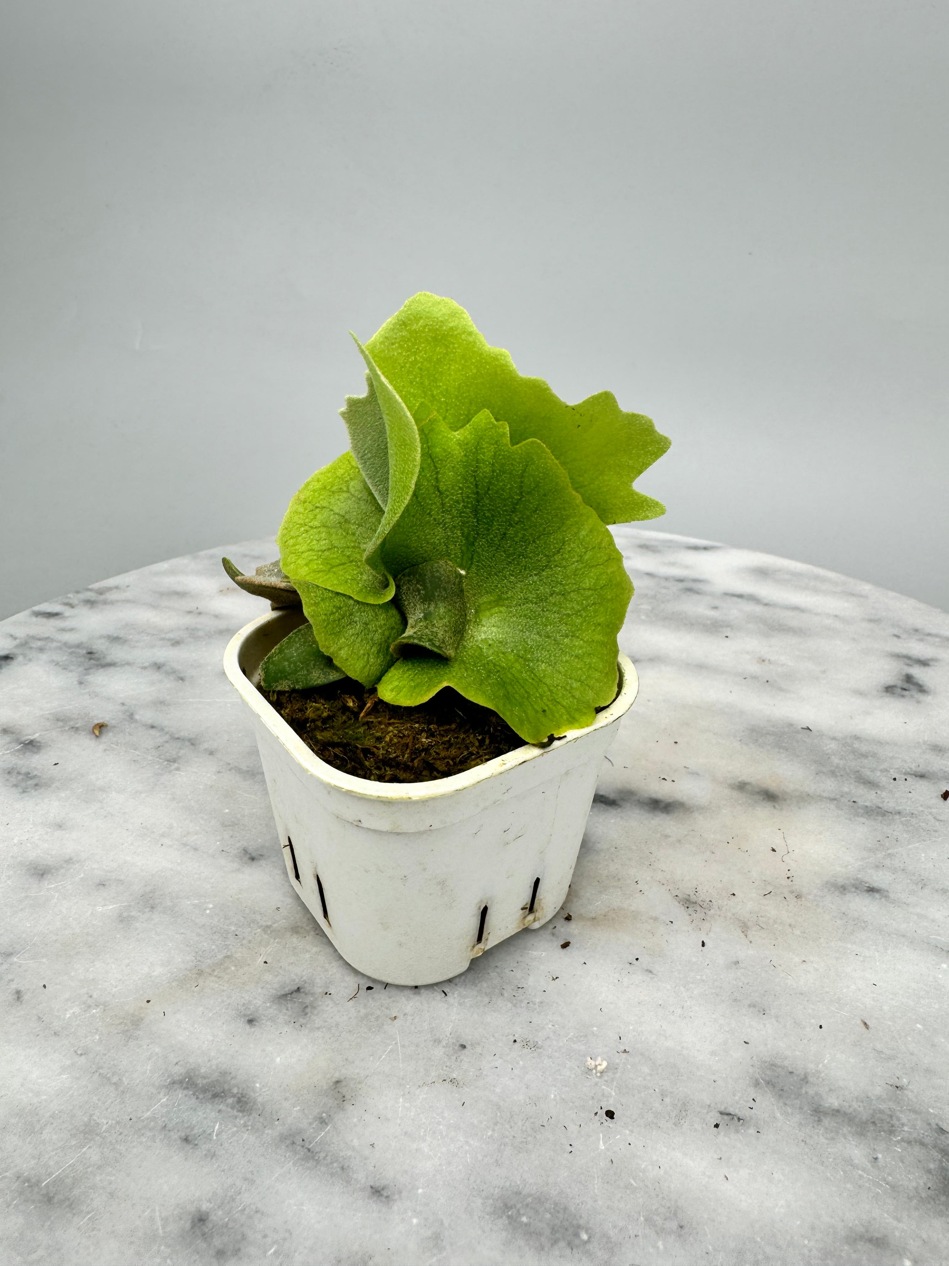 Platycerium willinckii "OMG"