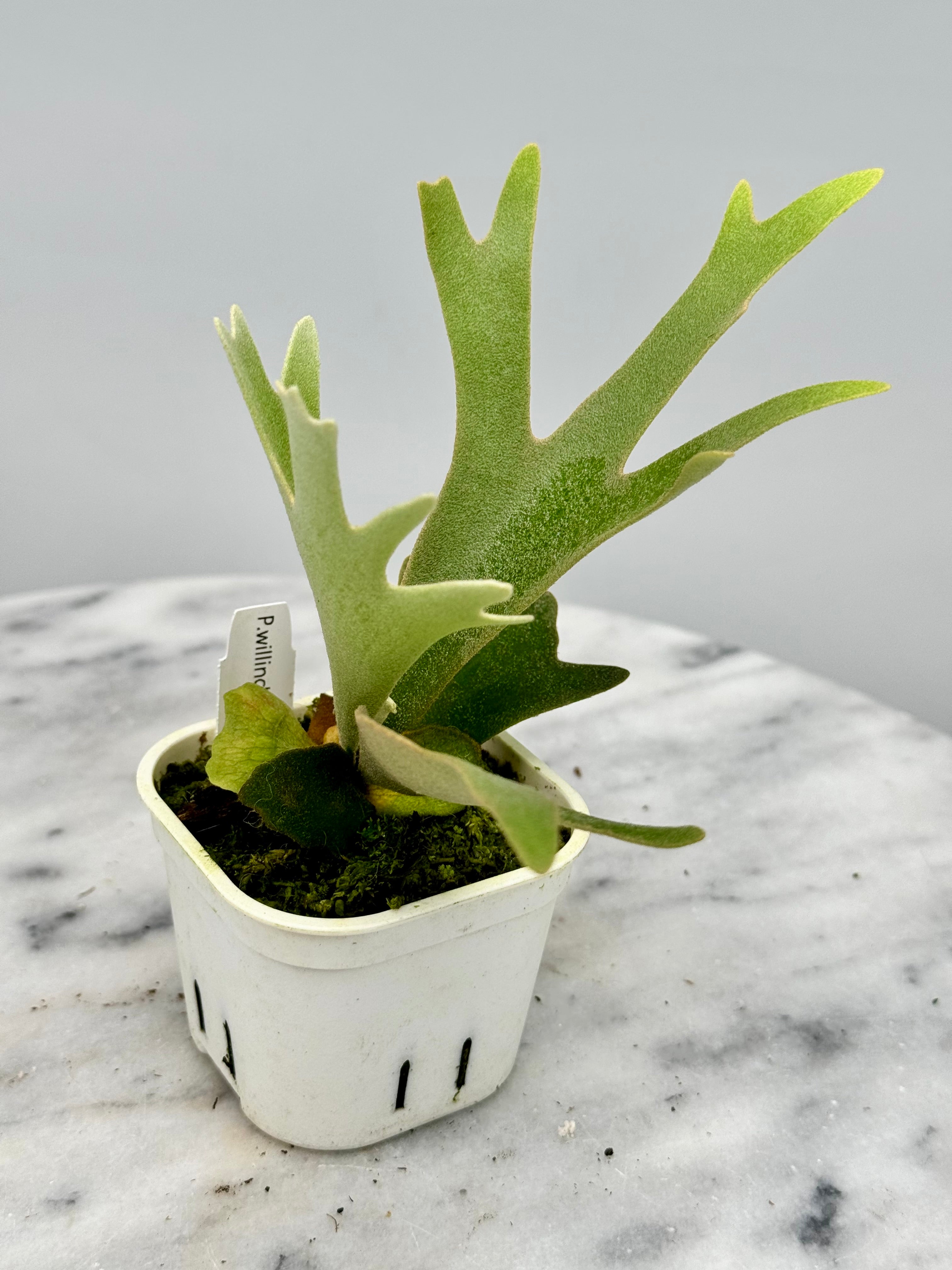 Platycerium willinckii "OMG"