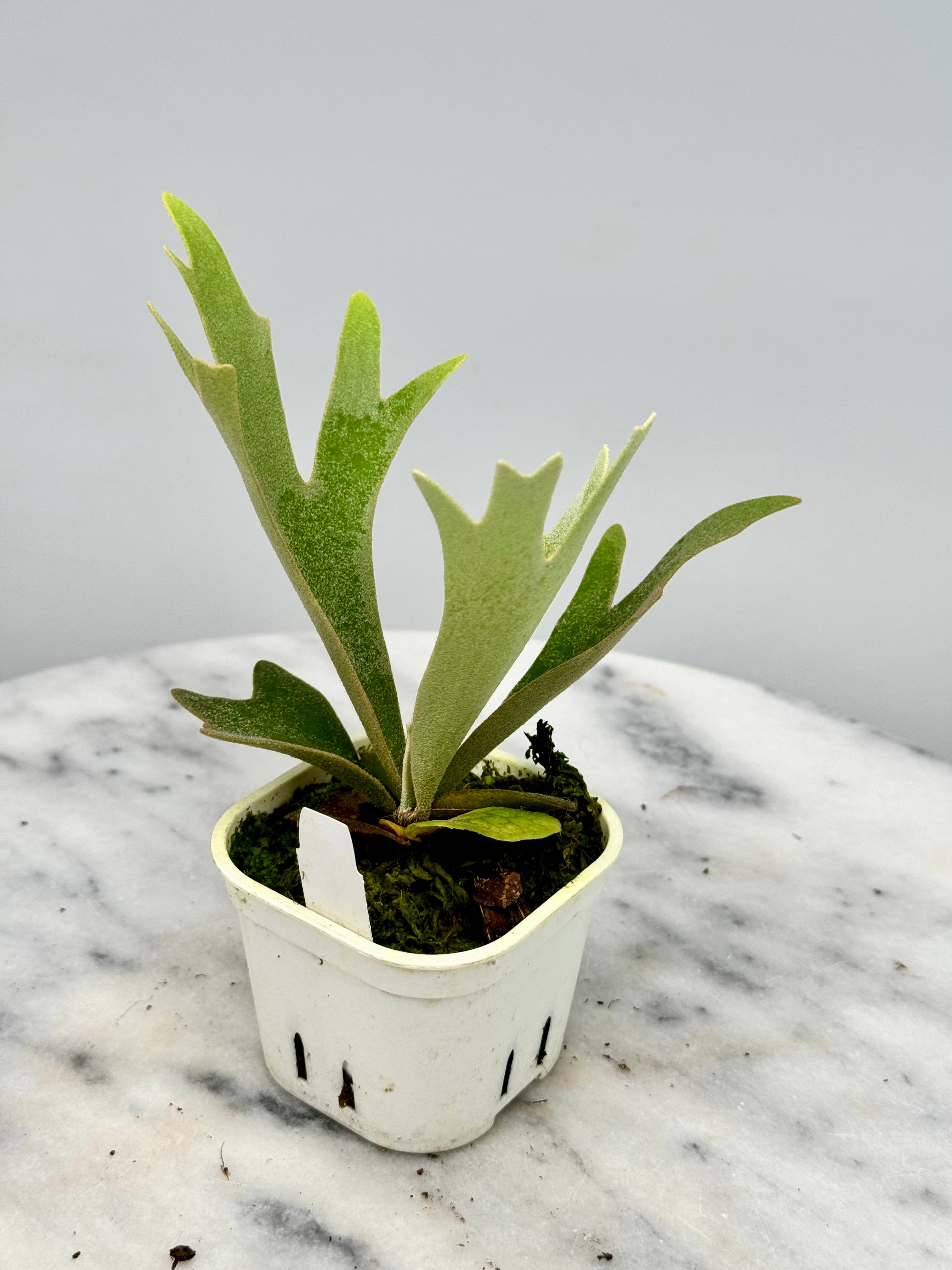 Platycerium willinckii "OMG"