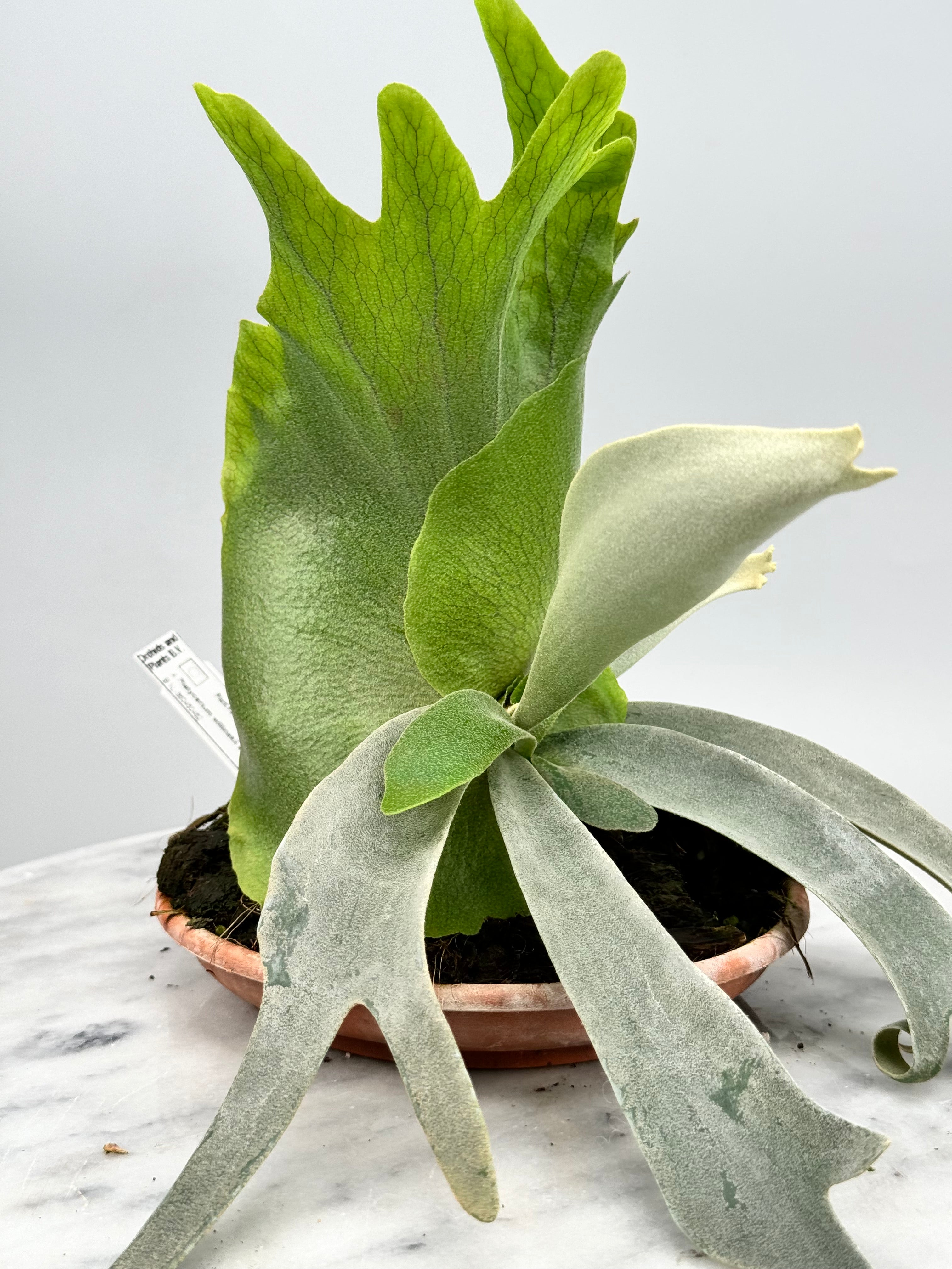 Platycerium willinckii Dwarf (Nr 1)