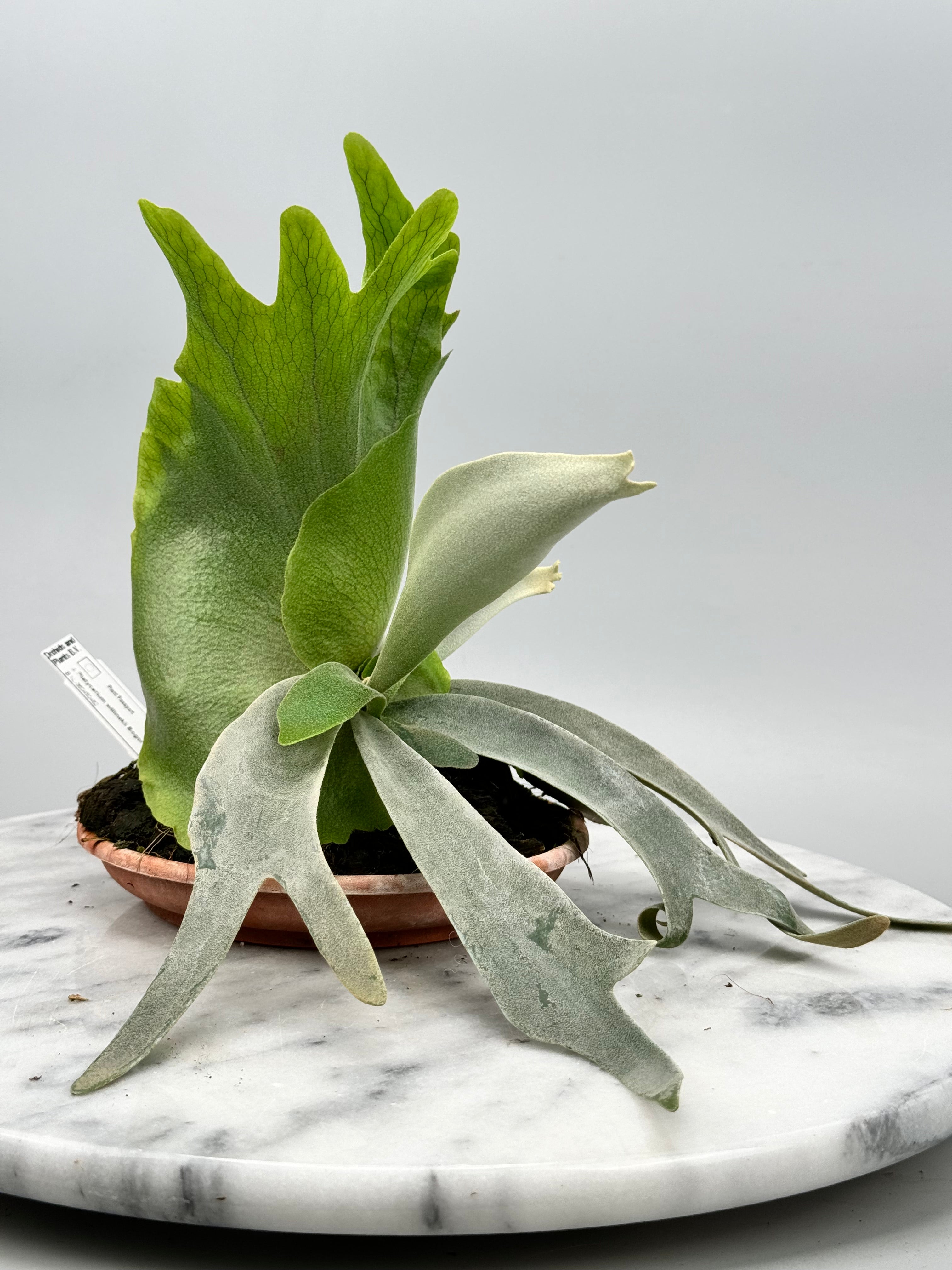 Platycerium willinckii Dwarf (Nr 1)