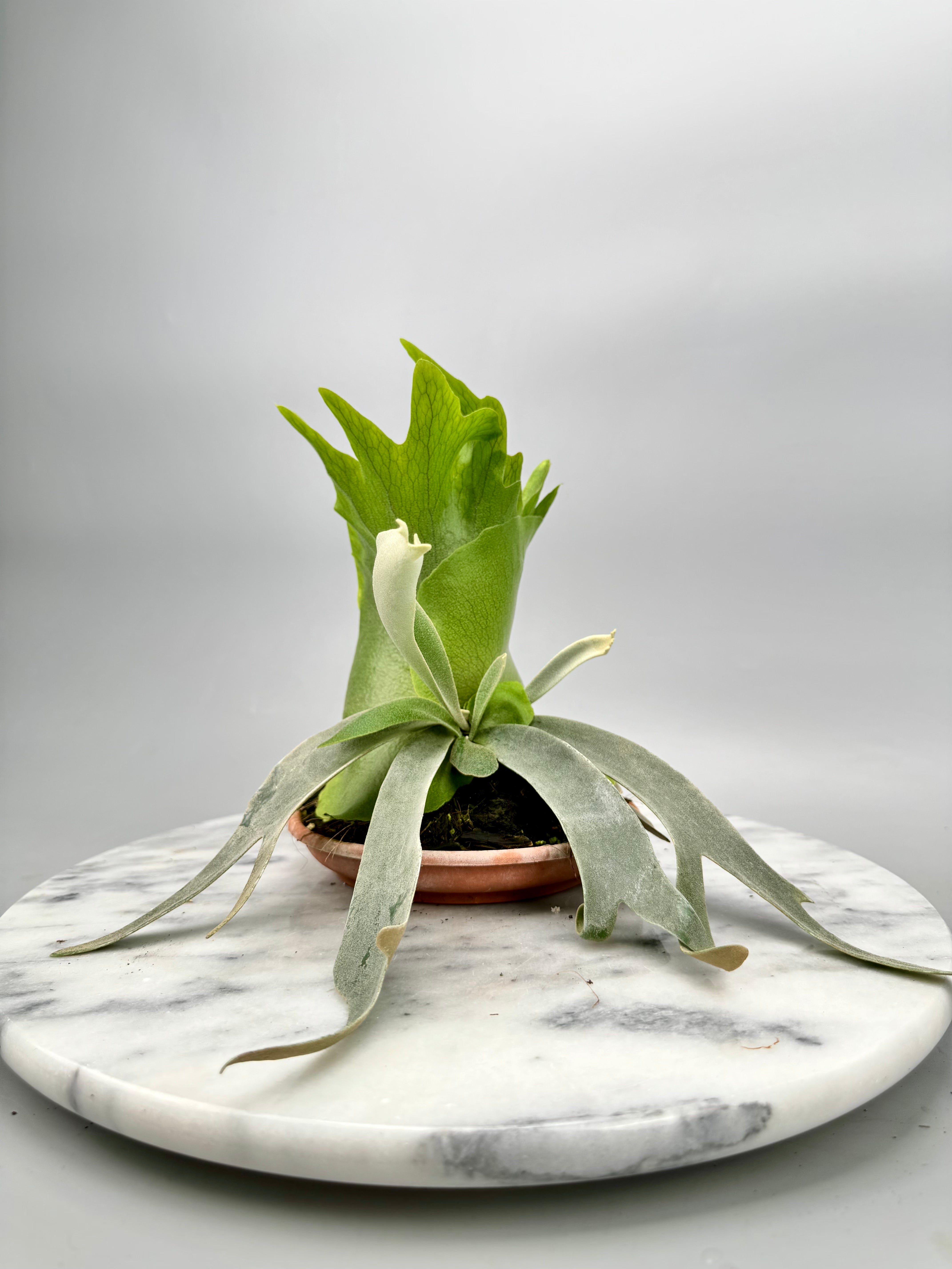 Platycerium willinckii Dwarf (Nr 1)